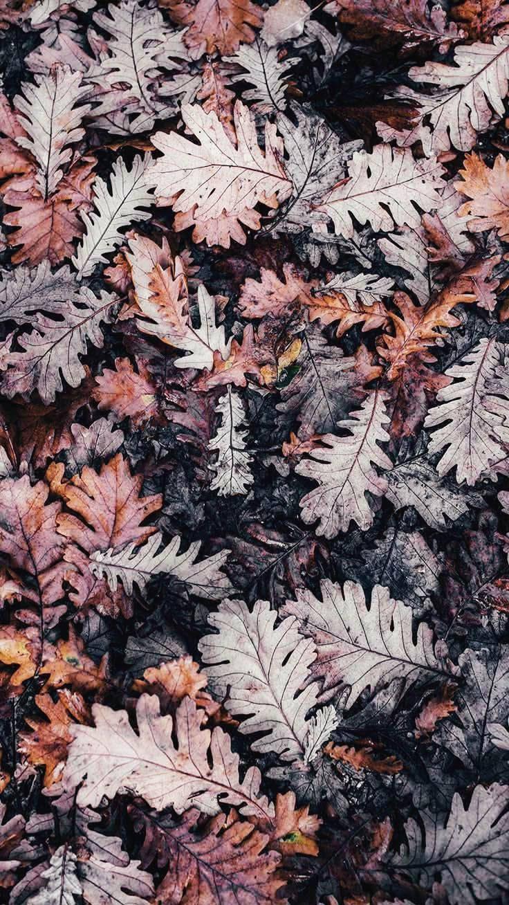 Dried Oak Leaves Oppo A5s — 736x1308 wallpaper