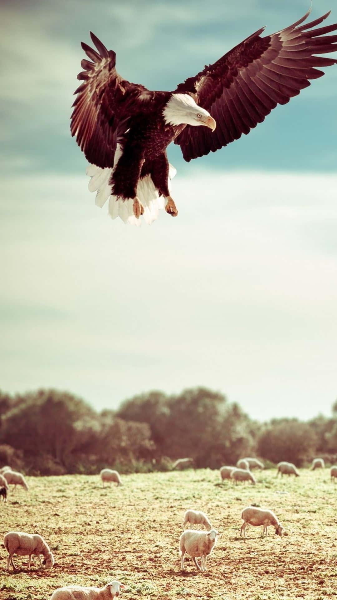 Eagle Hunting Iphone — 1080x1920 wallpaper