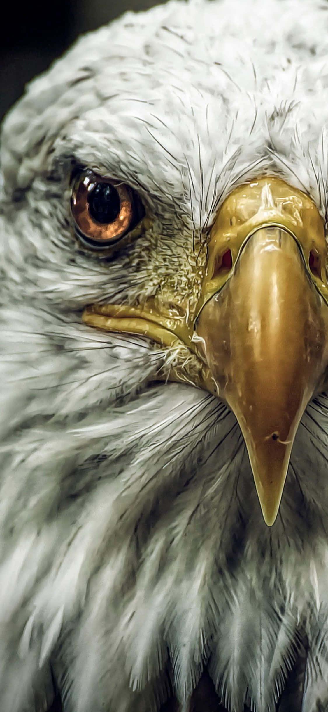 Eagle Up Close Iphone — 1125x2436 wallpaper