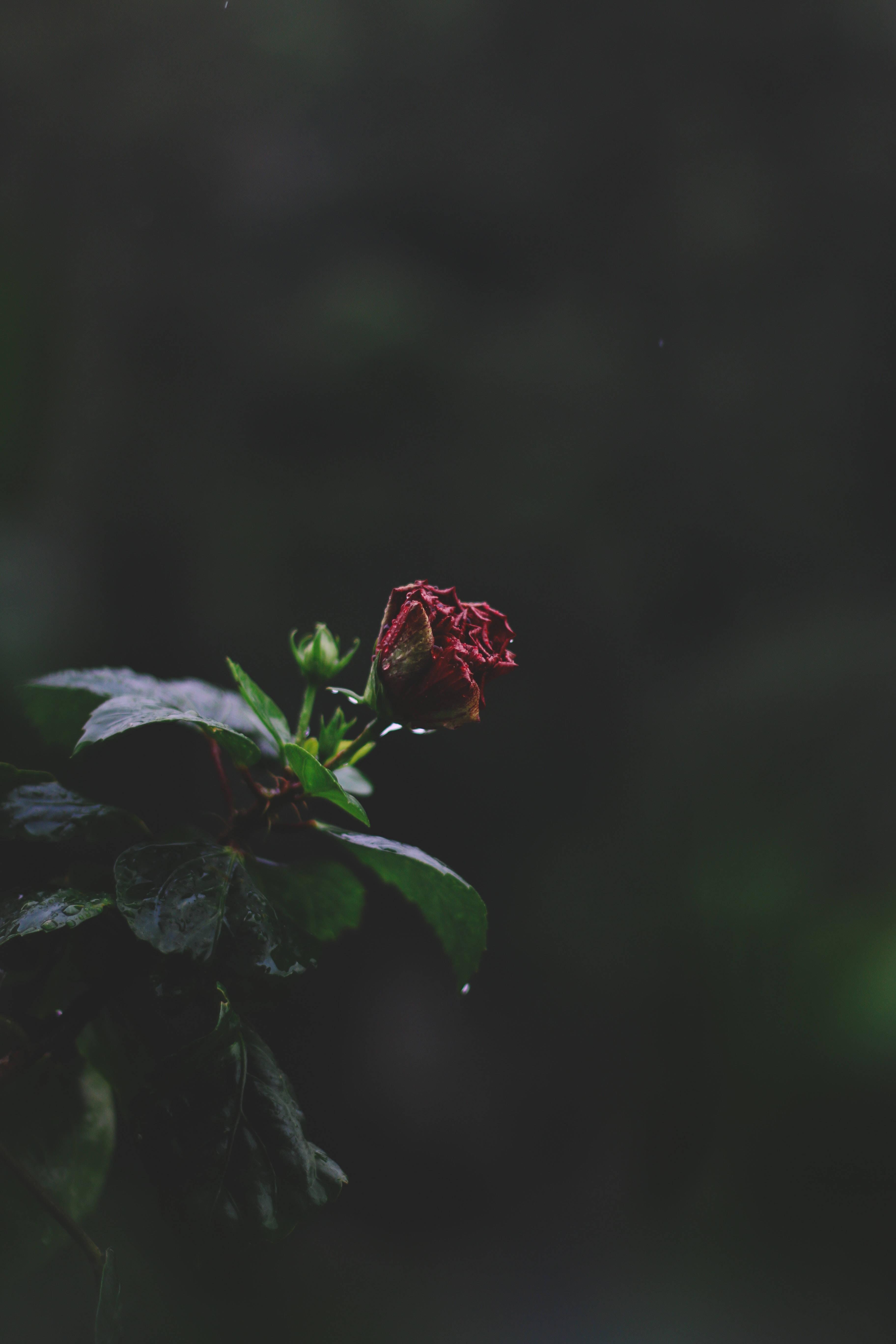 Elegant Floral Design Girly Lock Screen for iPhone — 3648x5472 wallpaper