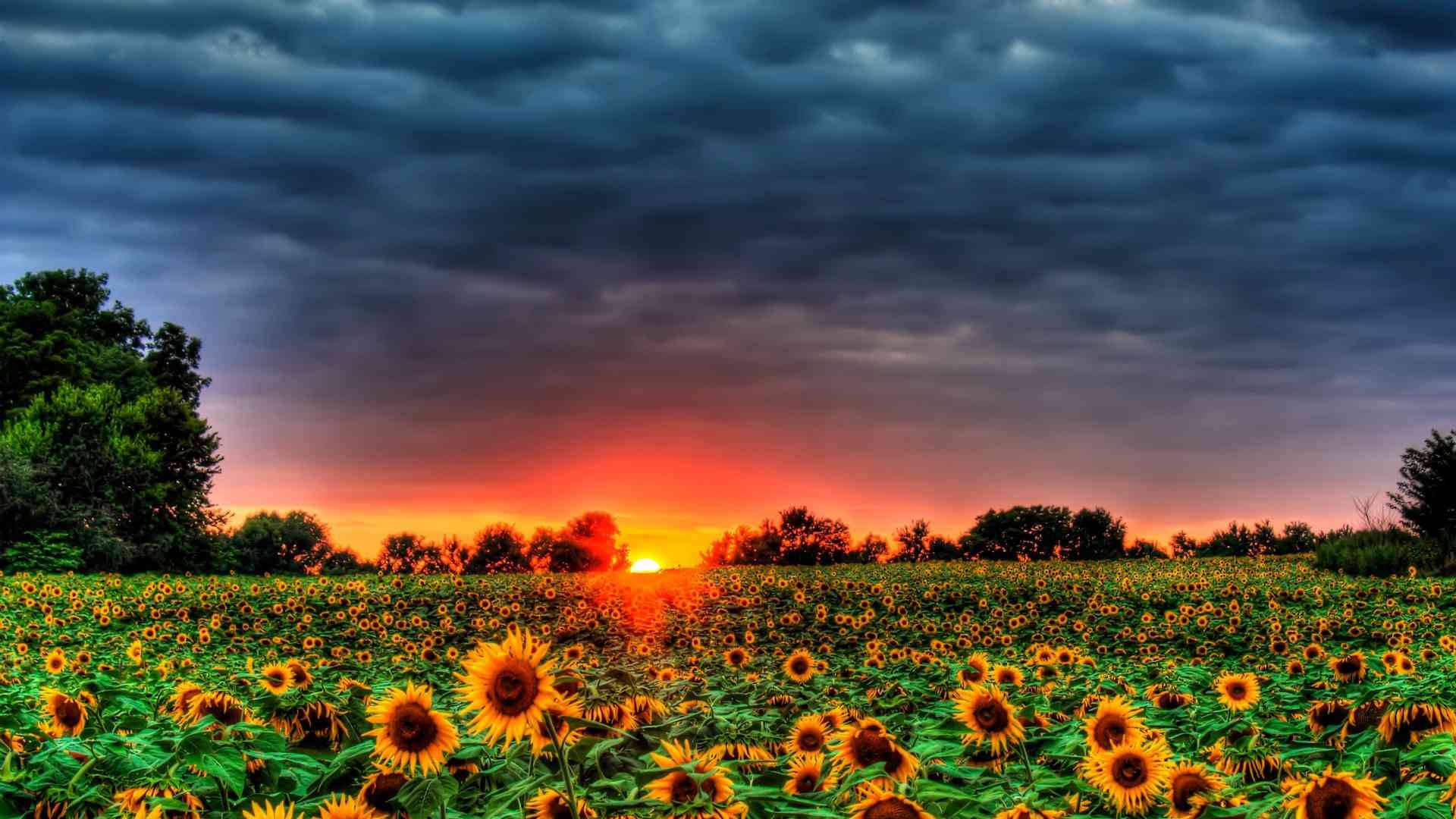Embrace the beauty of a summer sunset — 1920x1080 wallpaper