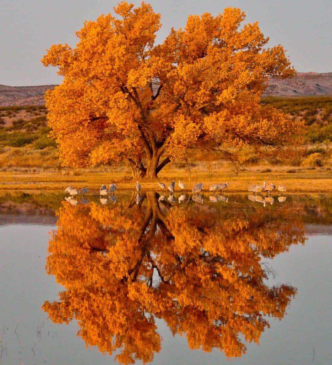 Embrace the beauty of Fall — 1091x1200 wallpaper
