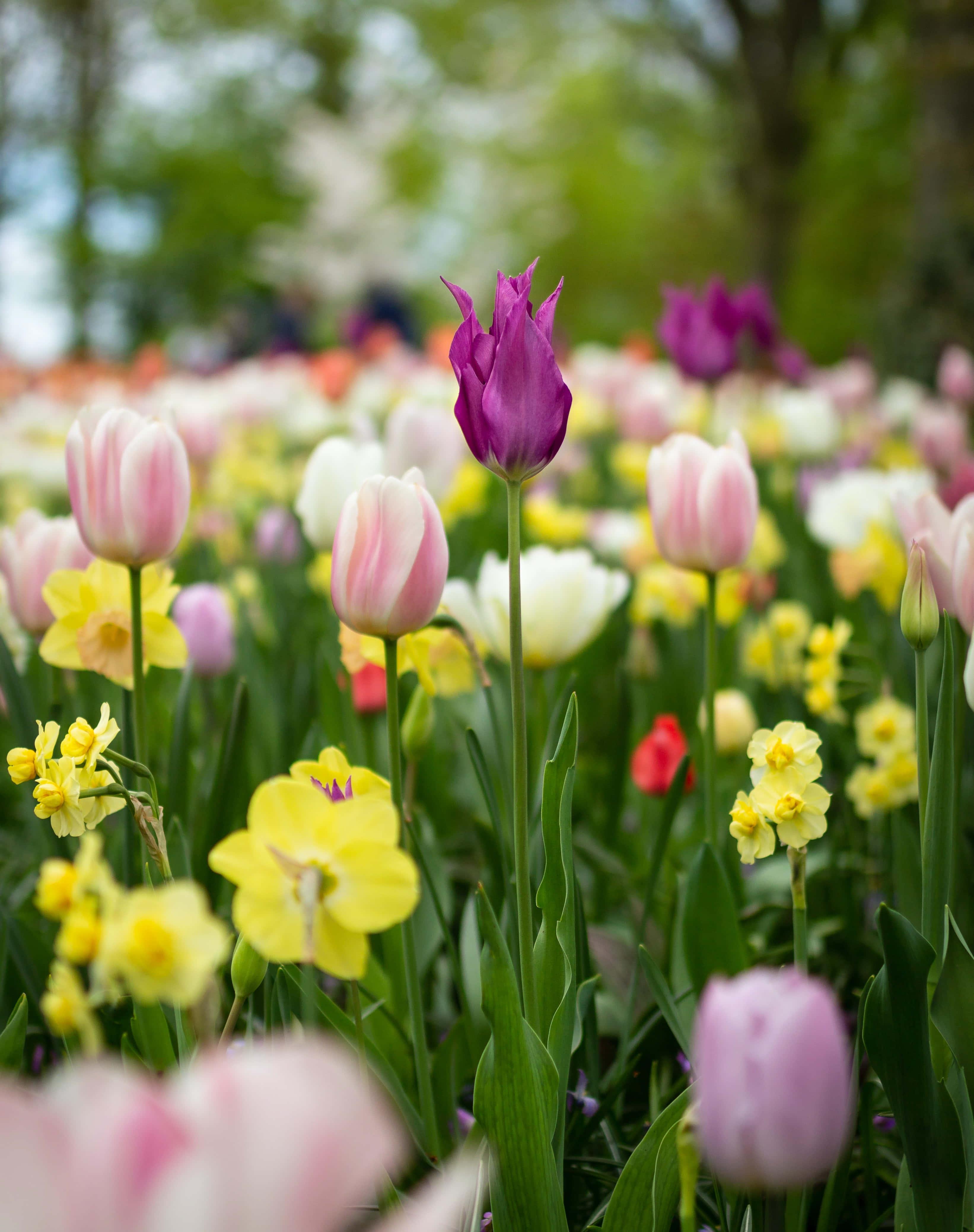 Embrace The Beauty of Spring — 3284x4152 wallpaper