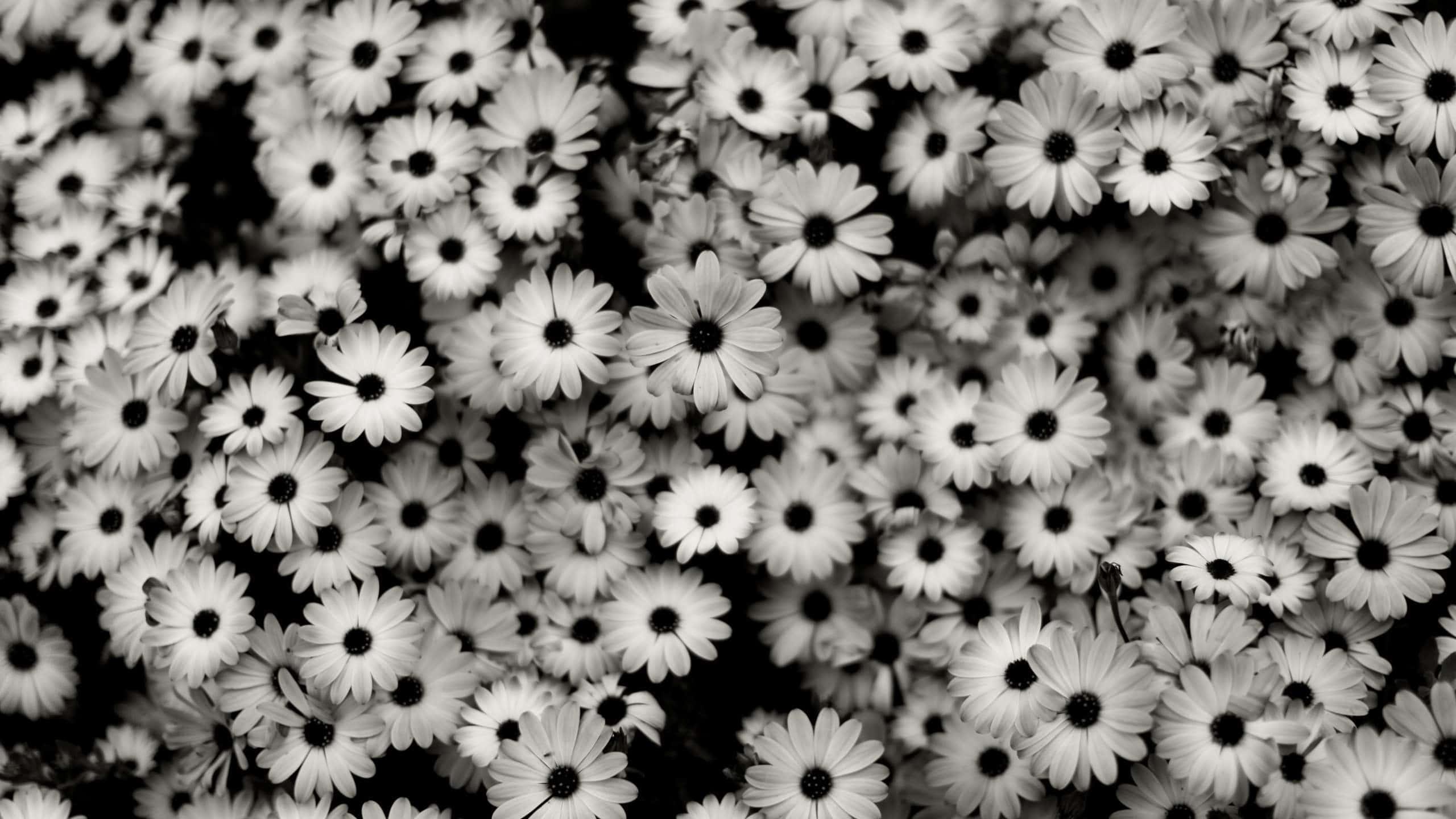 Embrace the darkness — 2560x1440 wallpaper