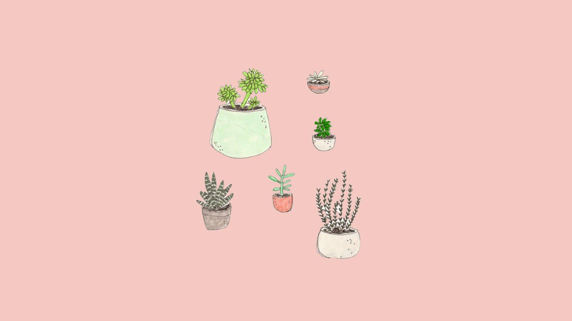 Embrace Tranquility - Lovely Potted Plant Collection in an Aesthetic Décor. — 1920x1080 wallpaper