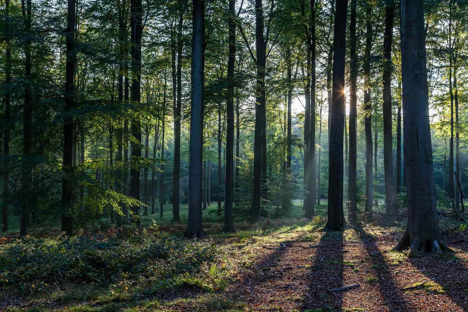 Embracing the Calm of the Forest — 1500x1000 wallpaper