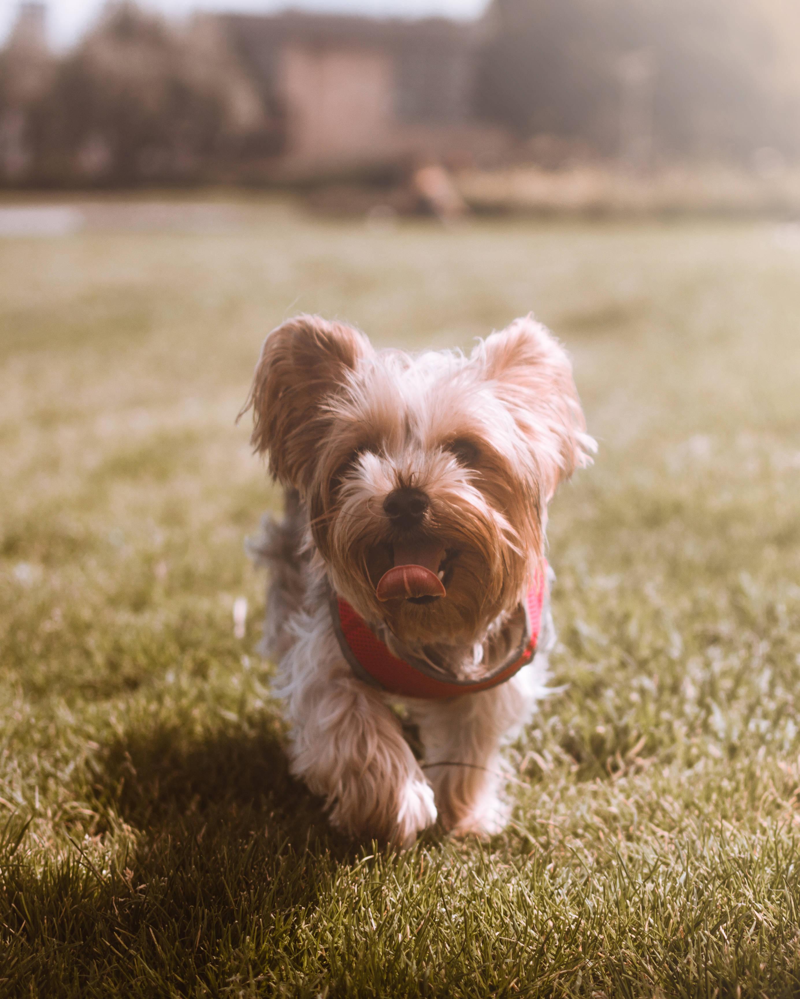 Embracing the Sunshine of Summer — 2769x3461 wallpaper