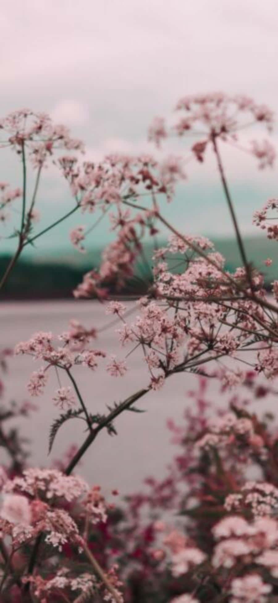 Enchanting Girly Charm – A Burst of Pink and Cuteness — 900x1950 wallpaper