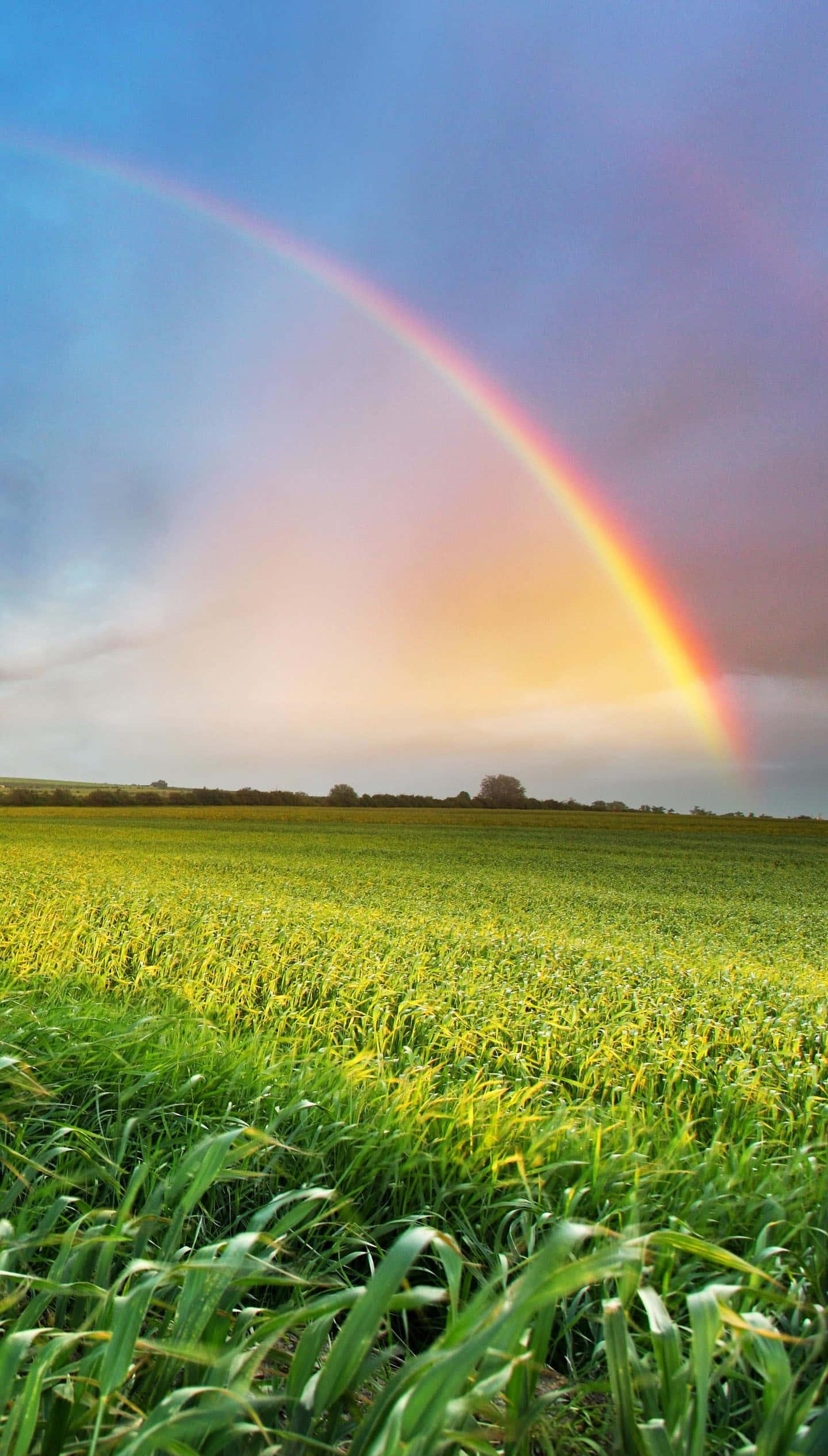 Enchanting Nature's Beauty on Your Home Screen — 1440x2531 wallpaper
