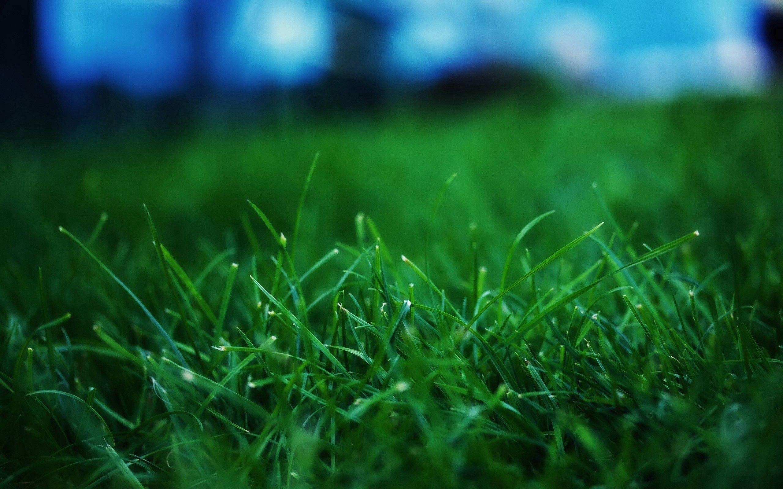 Enjoy a beautiful summer day — 2560x1600 wallpaper