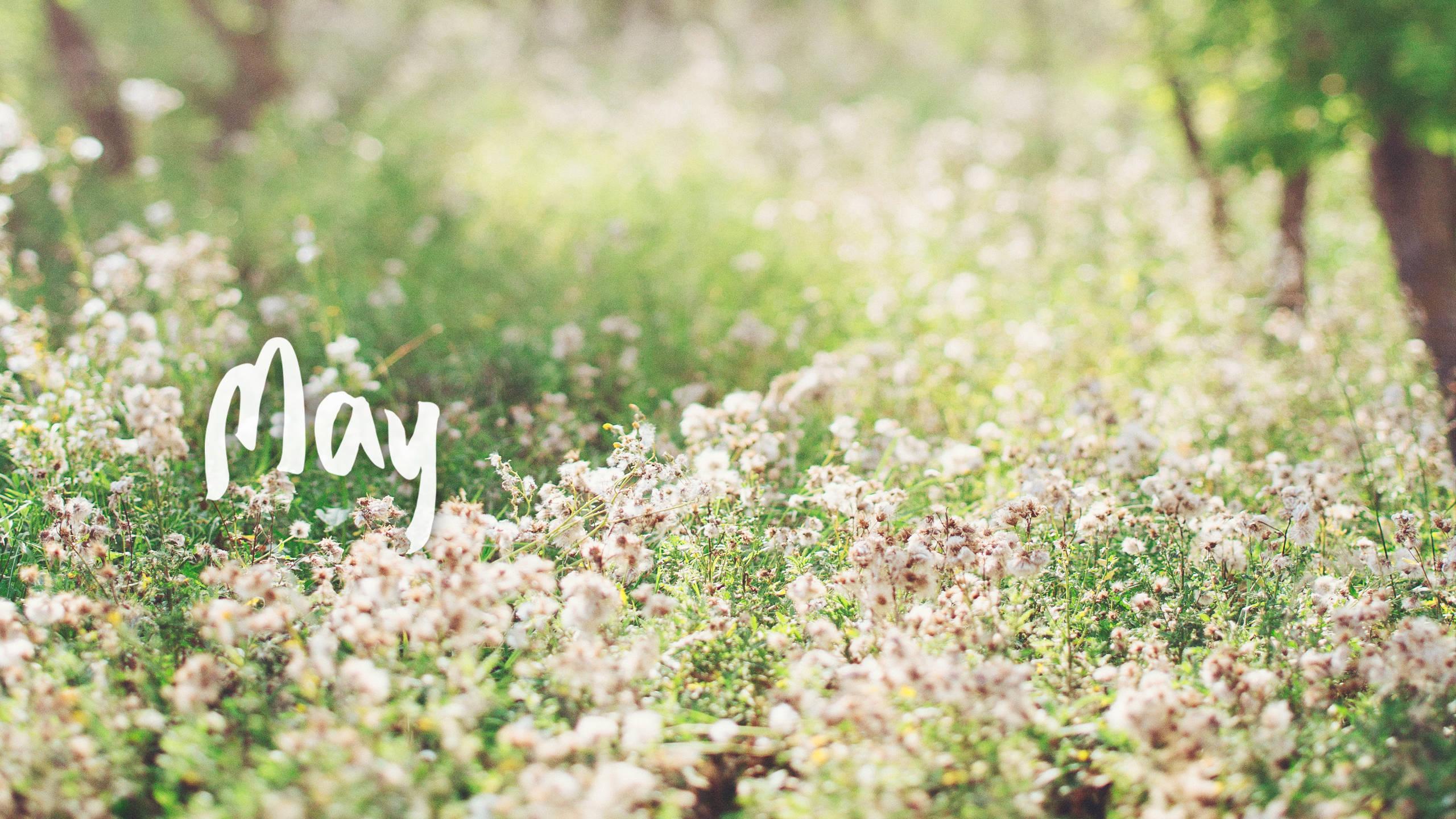 Enjoy a walk through the lush and vibrant wildflower meadows in May — 2560x1440 wallpaper