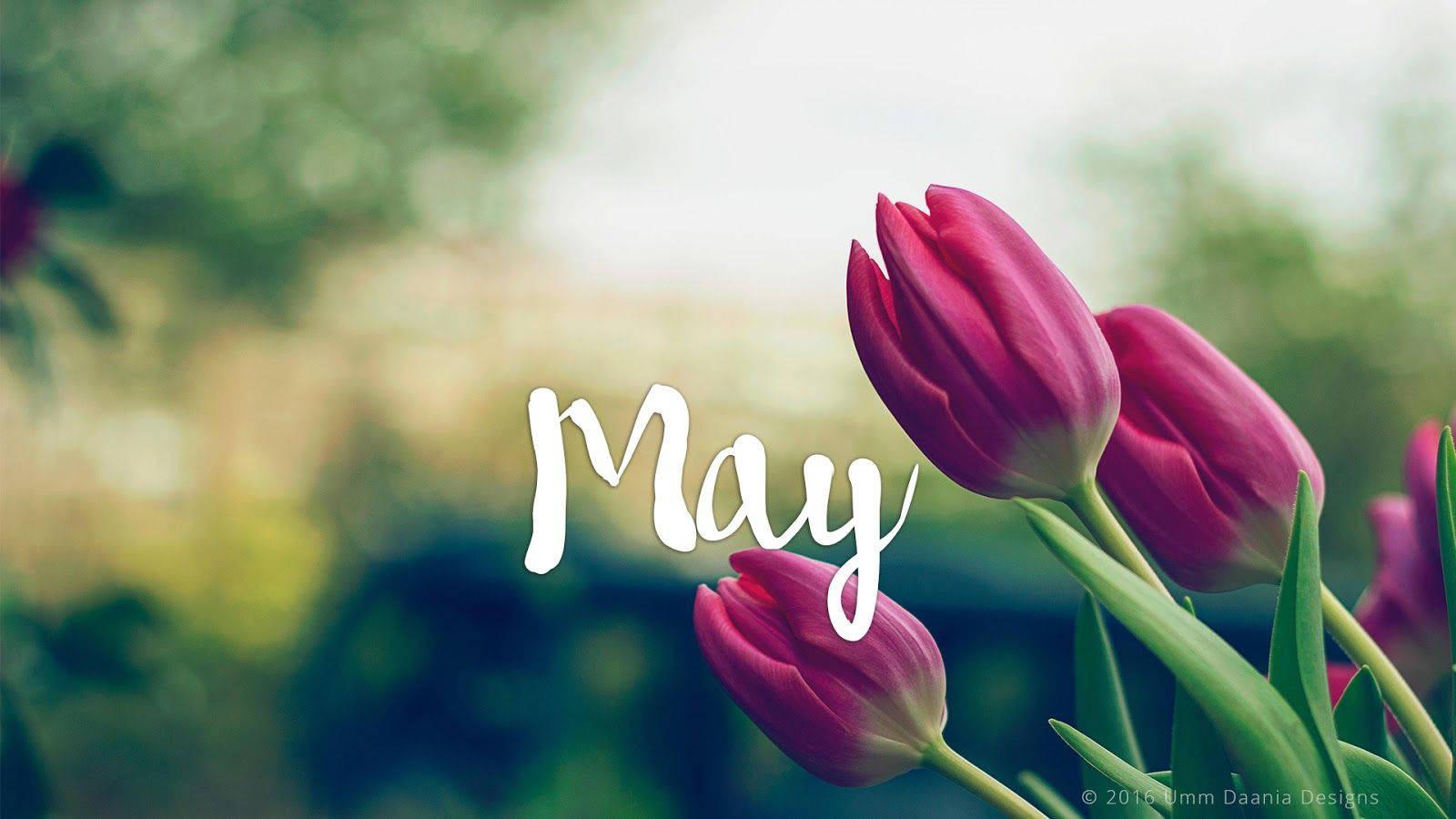 Enjoy spring with these beautiful May pink tulips — 1600x900 wallpaper