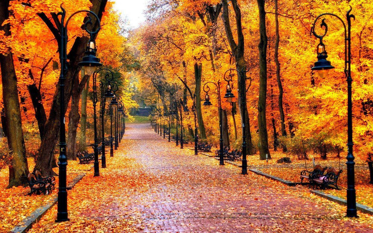 Enjoy the beautiful fall leaves on a peaceful stroll — 1280x800 wallpaper