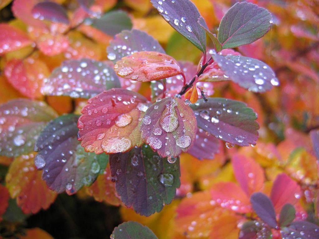 Enjoy the beautiful morning with the dew on the leaves — 1024x768 wallpaper