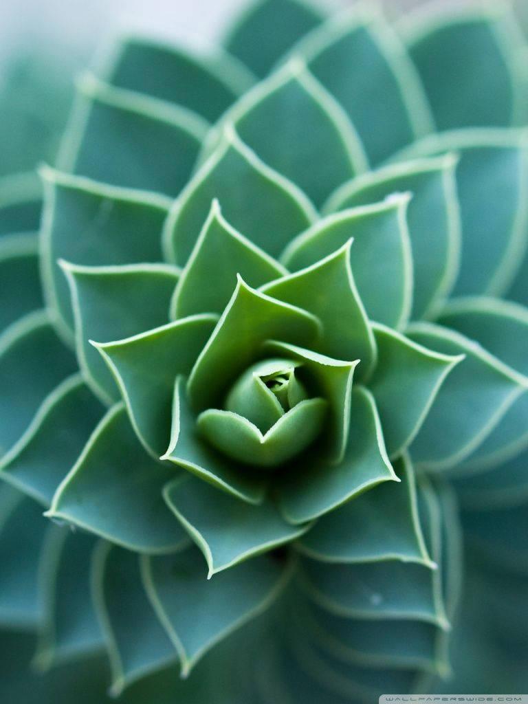 Enjoy the beautiful symmetrical look of nature — 768x1024 wallpaper