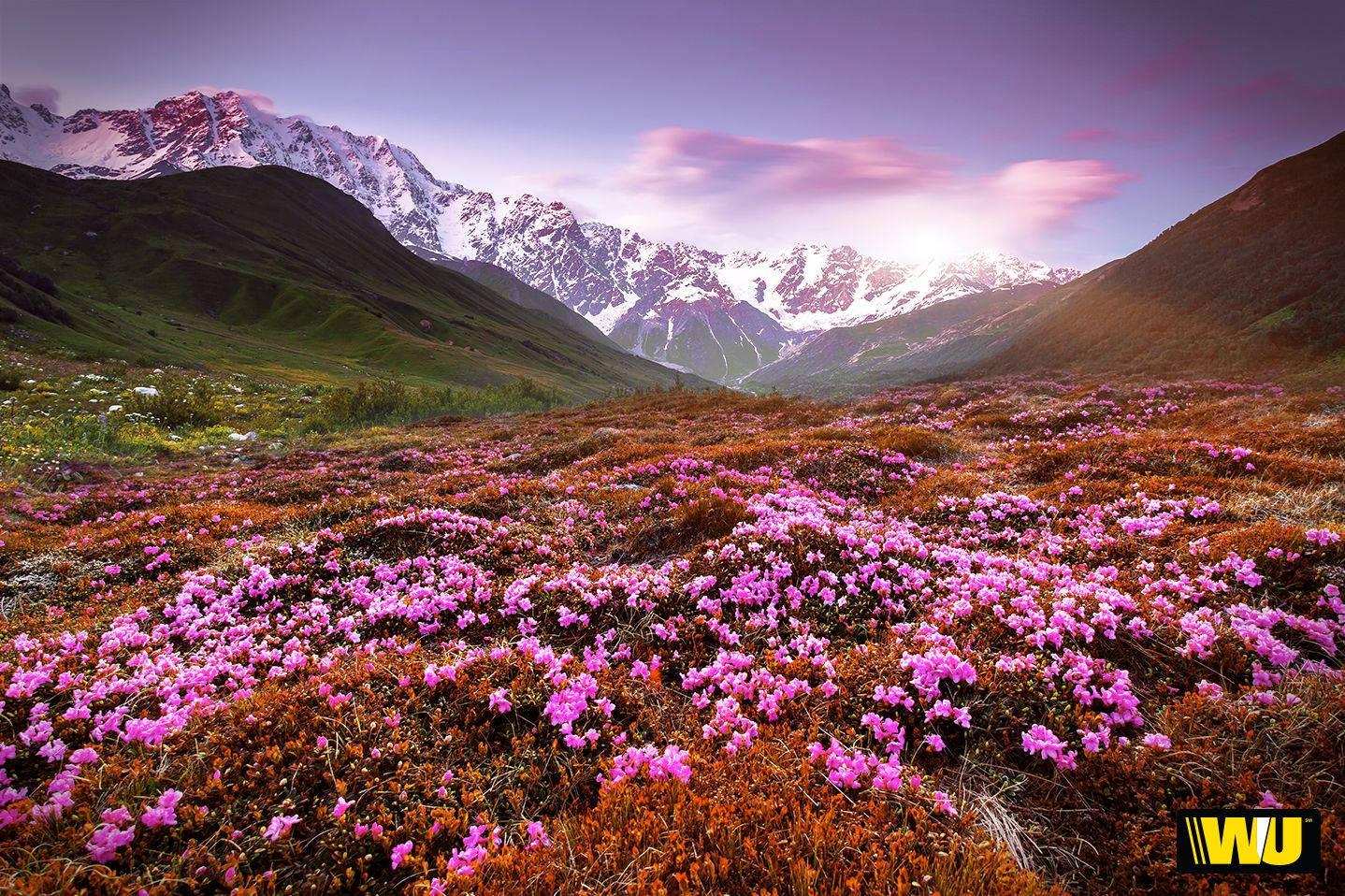 Enjoy the beauty of a flower field this Spring — 1438x958 wallpaper