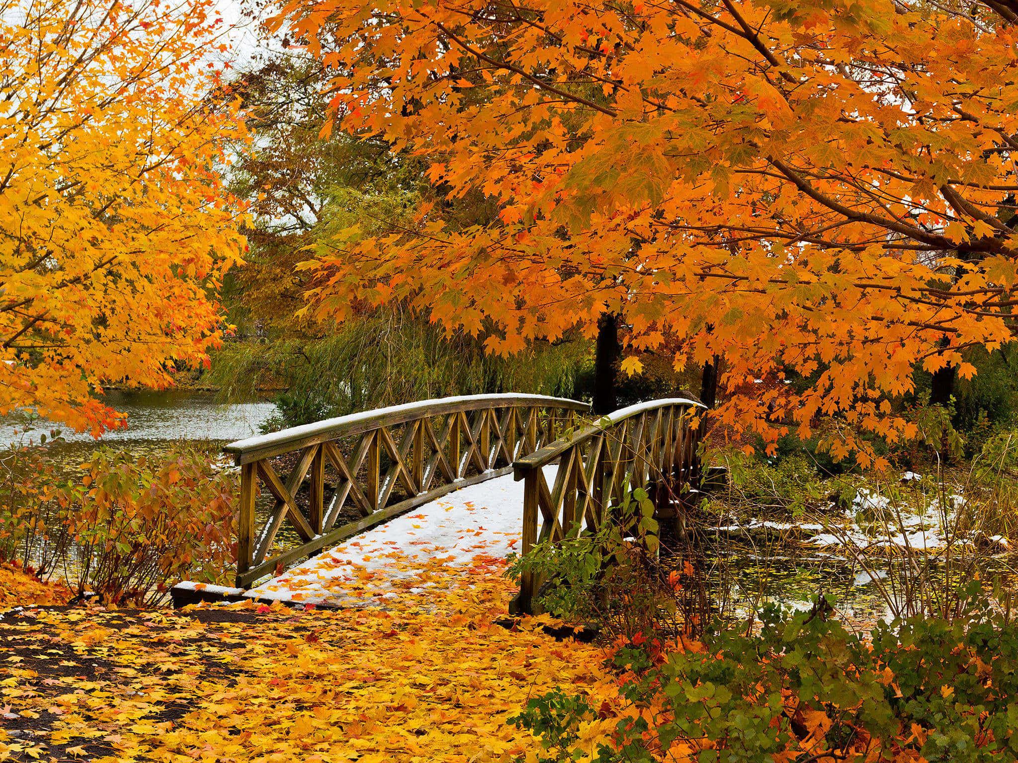 Enjoy the beauty of fall with a peaceful walk in the woods — 2048x1536 wallpaper