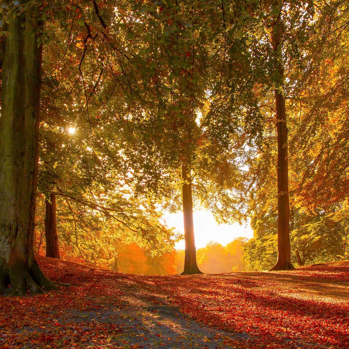 Enjoy the beauty of fall with its vibrant colors! — 1200x1200 wallpaper