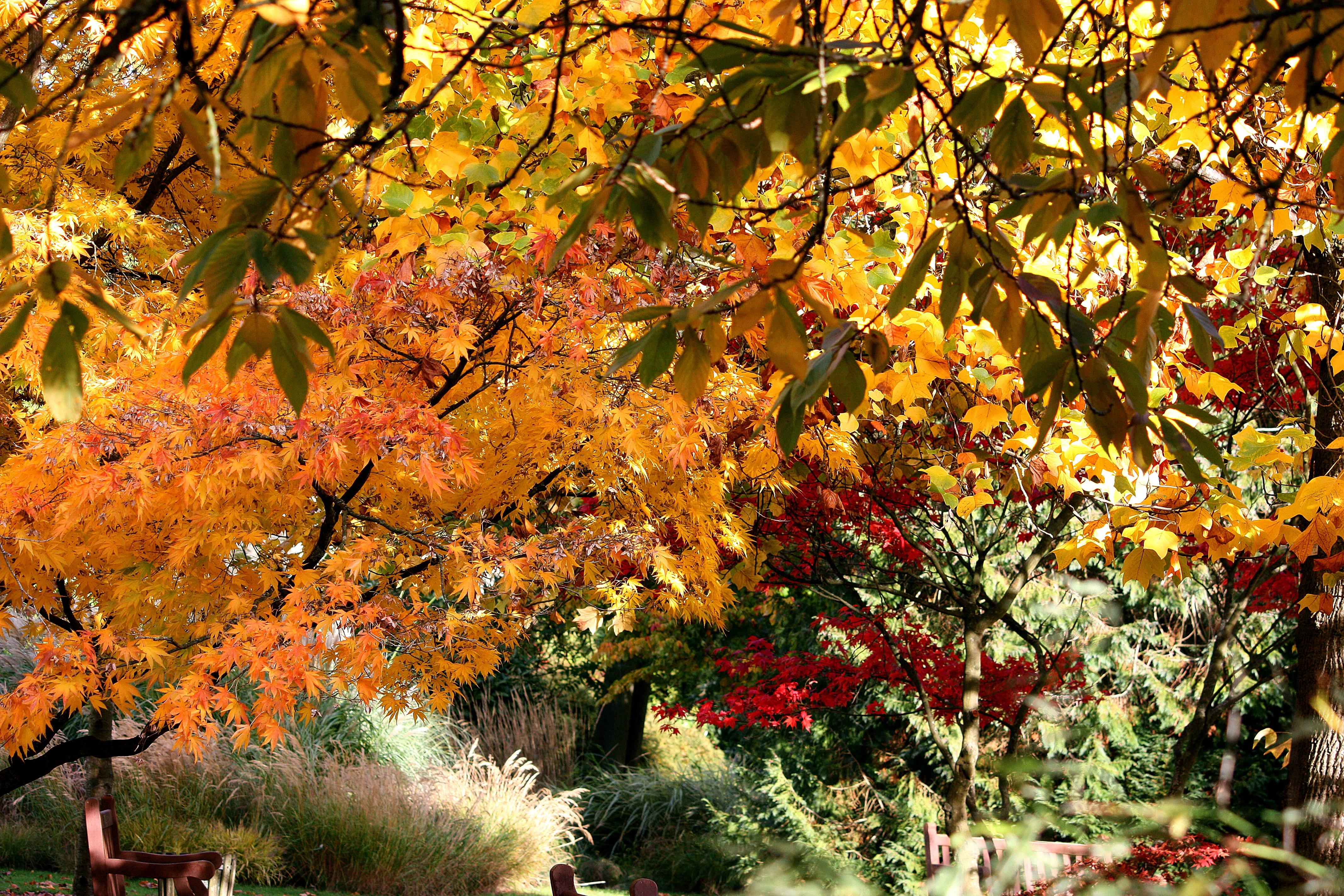 Enjoy the Beauty of Fall — 4272x2848 wallpaper