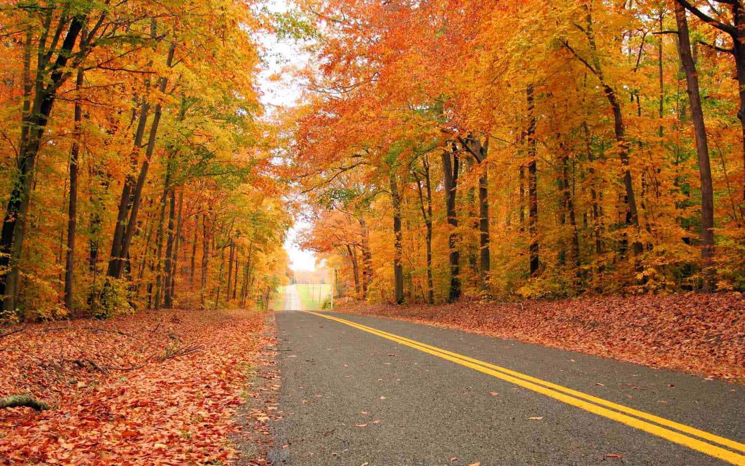 Enjoy the beauty of nature with a fall stroll — 1500x938 wallpaper
