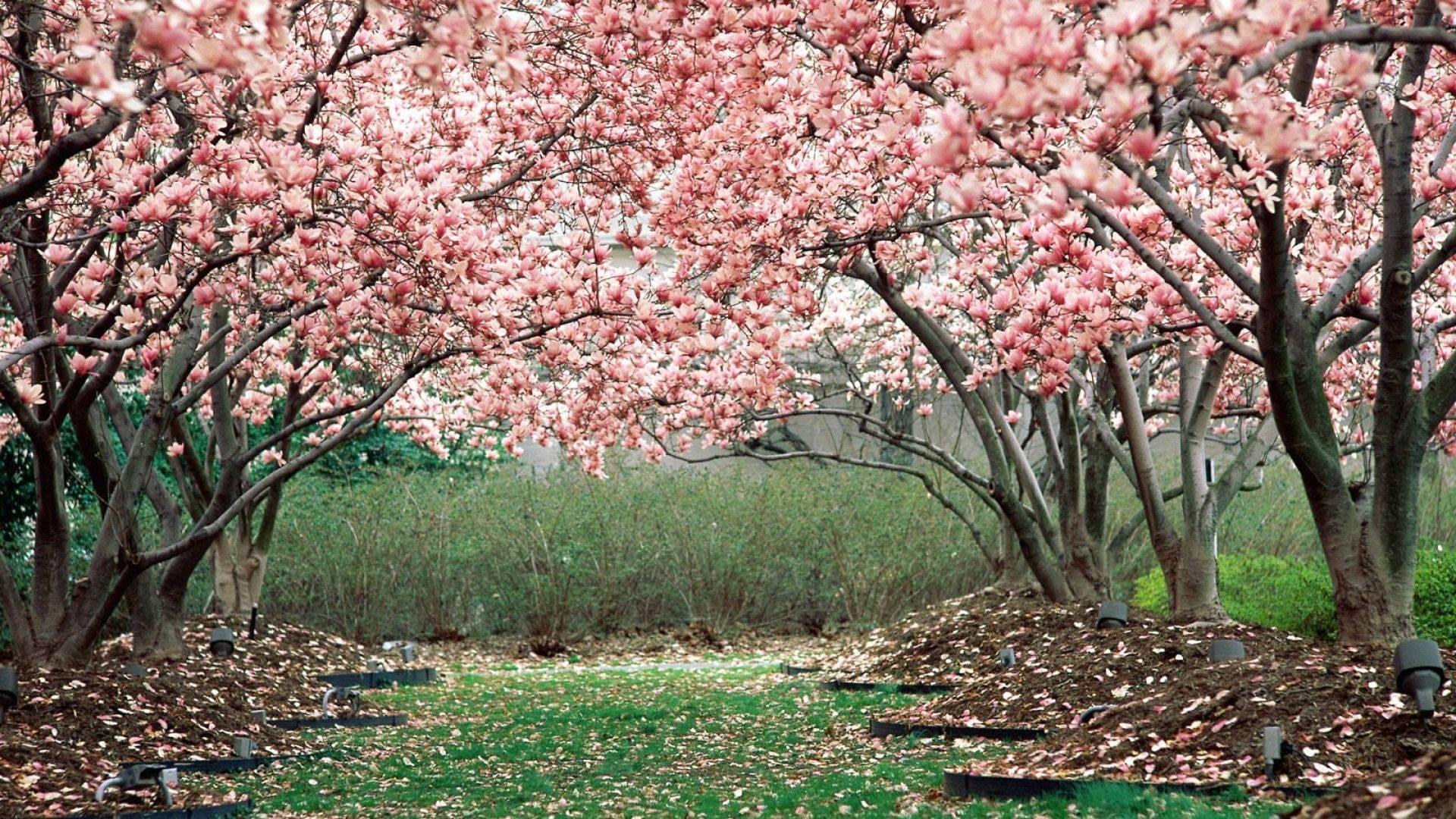 Enjoy the beauty of spring with a seemingly endless row of pink cherry blossom trees. — 1920x1080 wallpaper