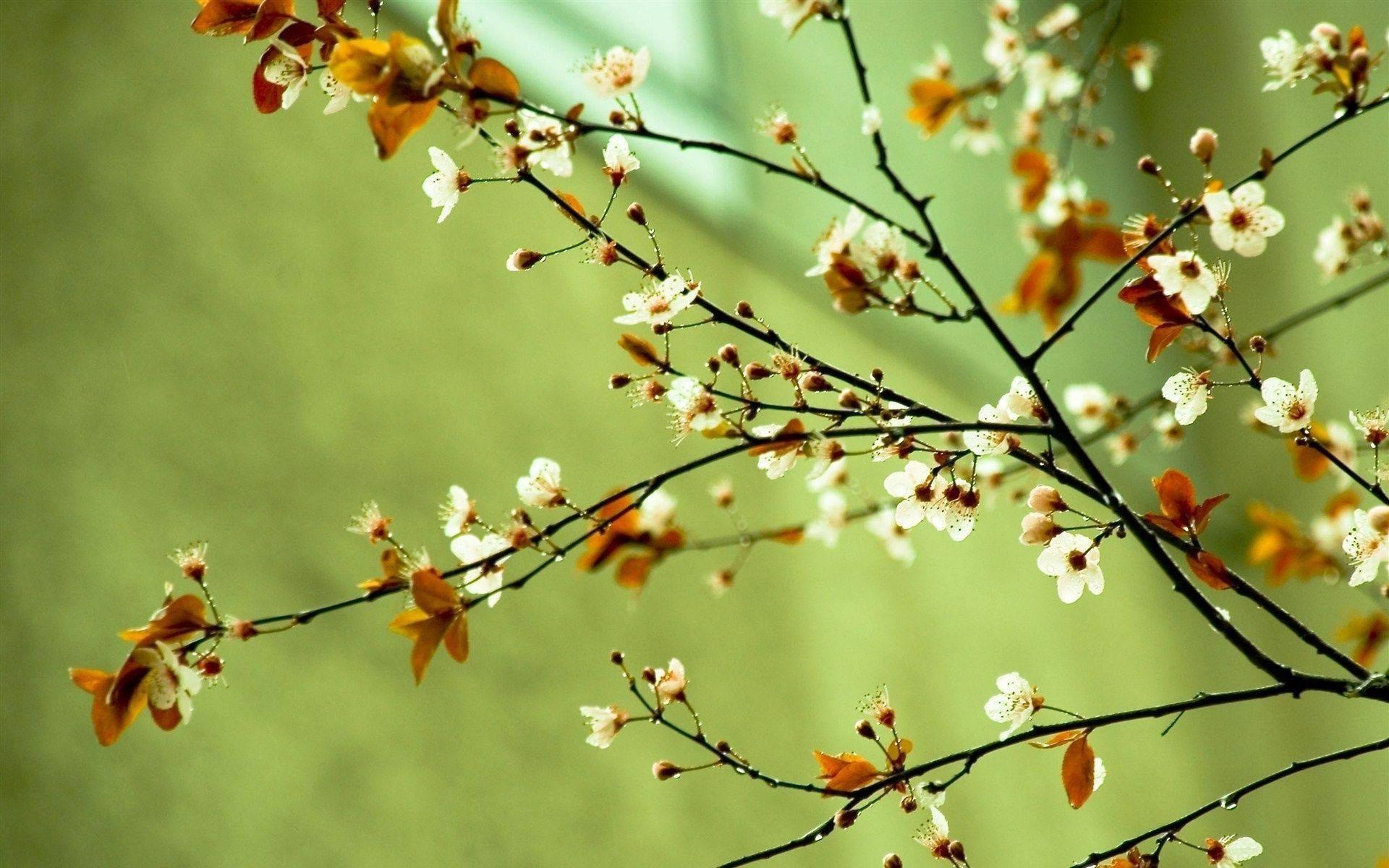 Enjoy the Beauty of Spring with these Colorful Flowers — 1920x1200 wallpaper