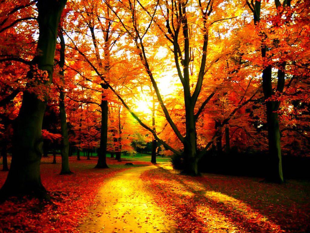 Enjoy the beauty of the changing environment in autumn — 1024x768 wallpaper