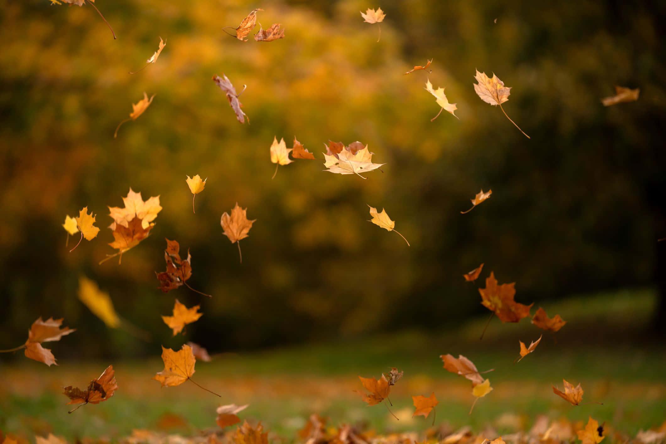 Enjoy the Changing of the Season during a Fall Hike — 2121x1414 wallpaper