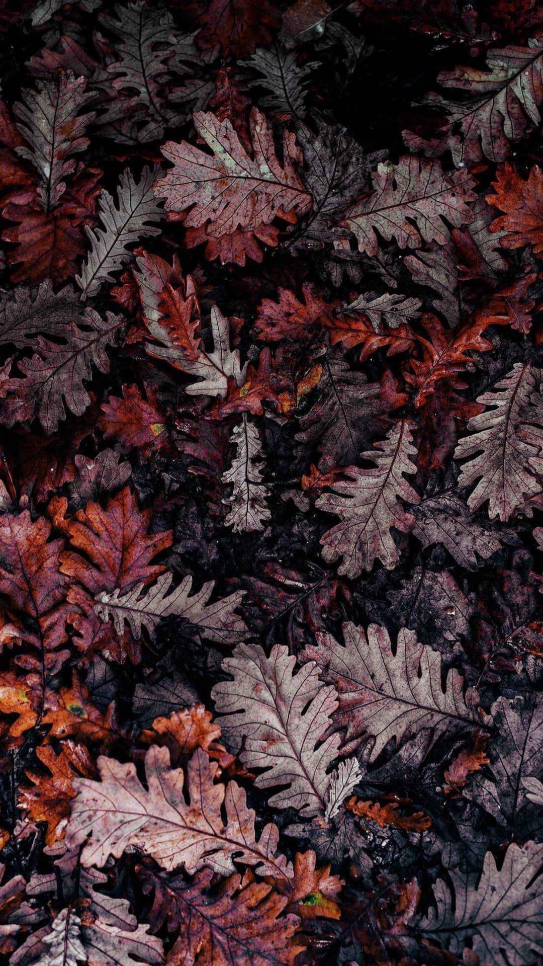 Enjoy the colors of Fall with the newest Iphone — 1080x1920 wallpaper