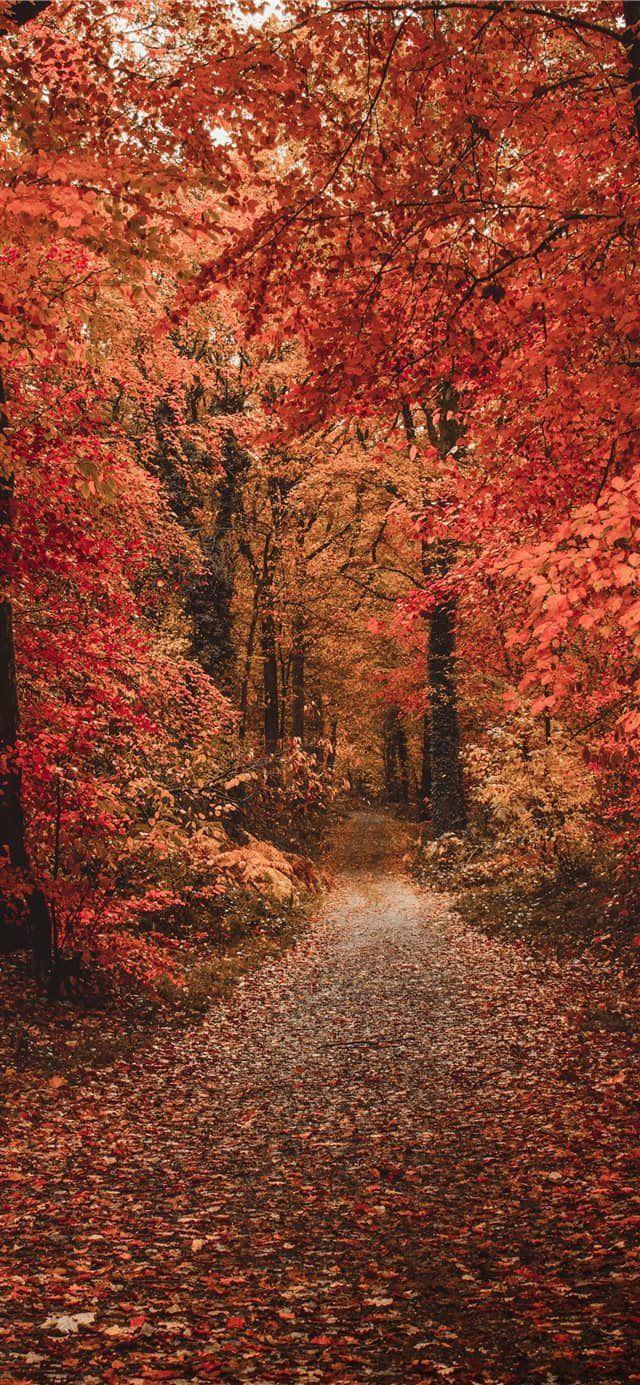Enjoy the Fall with your iPhone — 640x1385 wallpaper