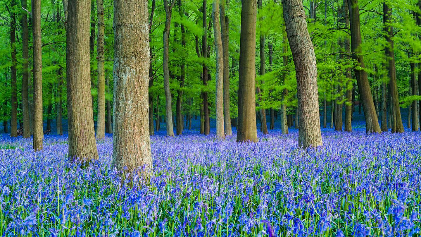 Enjoy the freshness of spring by taking a hike in the great outdoors. — 1440x810 wallpaper