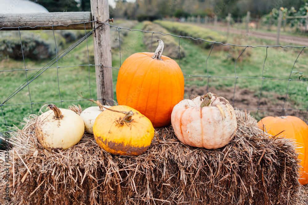 Enjoy the harvest season and the changing colors of Fall — 1000x665 wallpaper