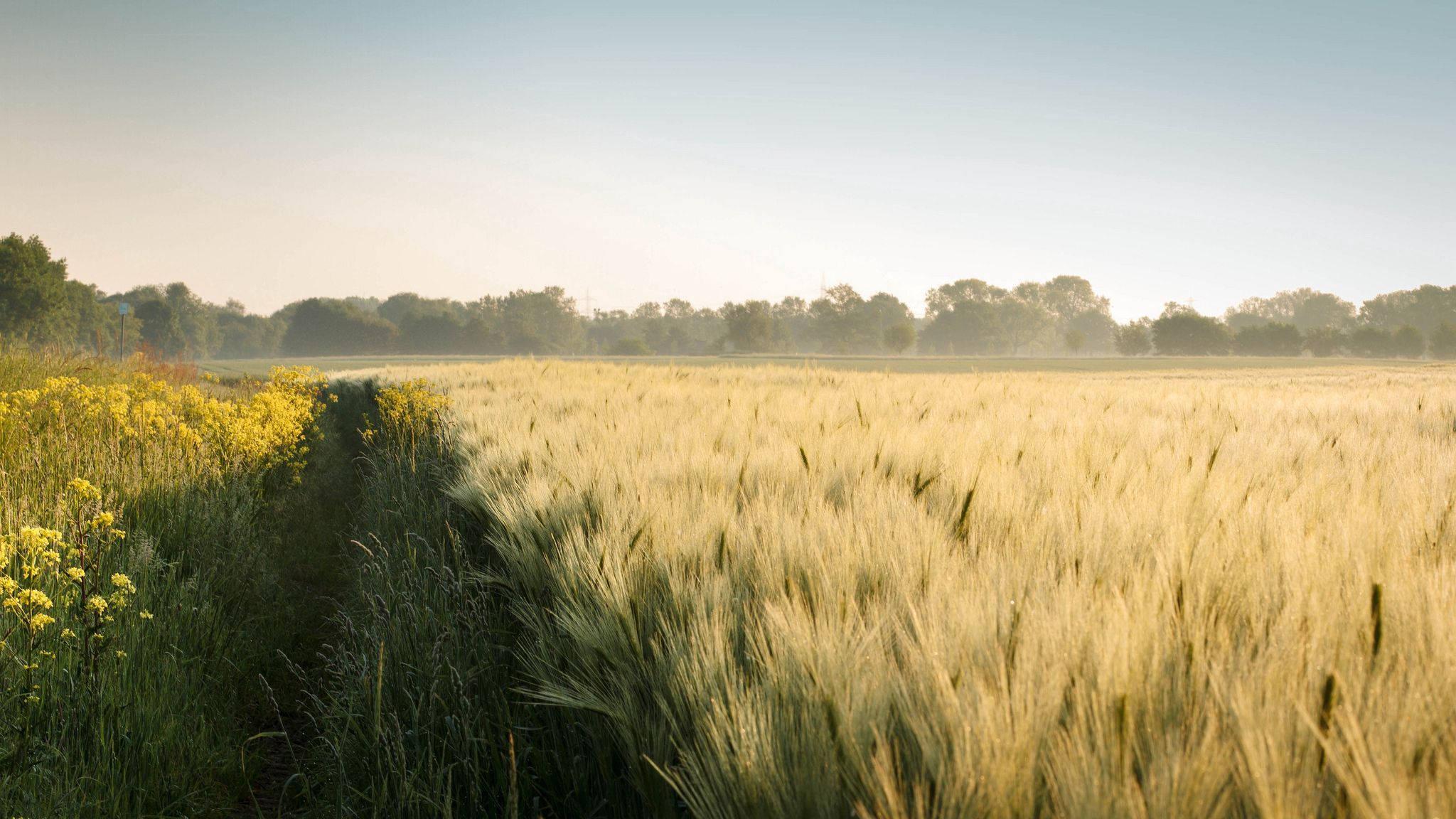 Enjoy the sights and sounds of a beautiful summer day. — 2048x1152 wallpaper