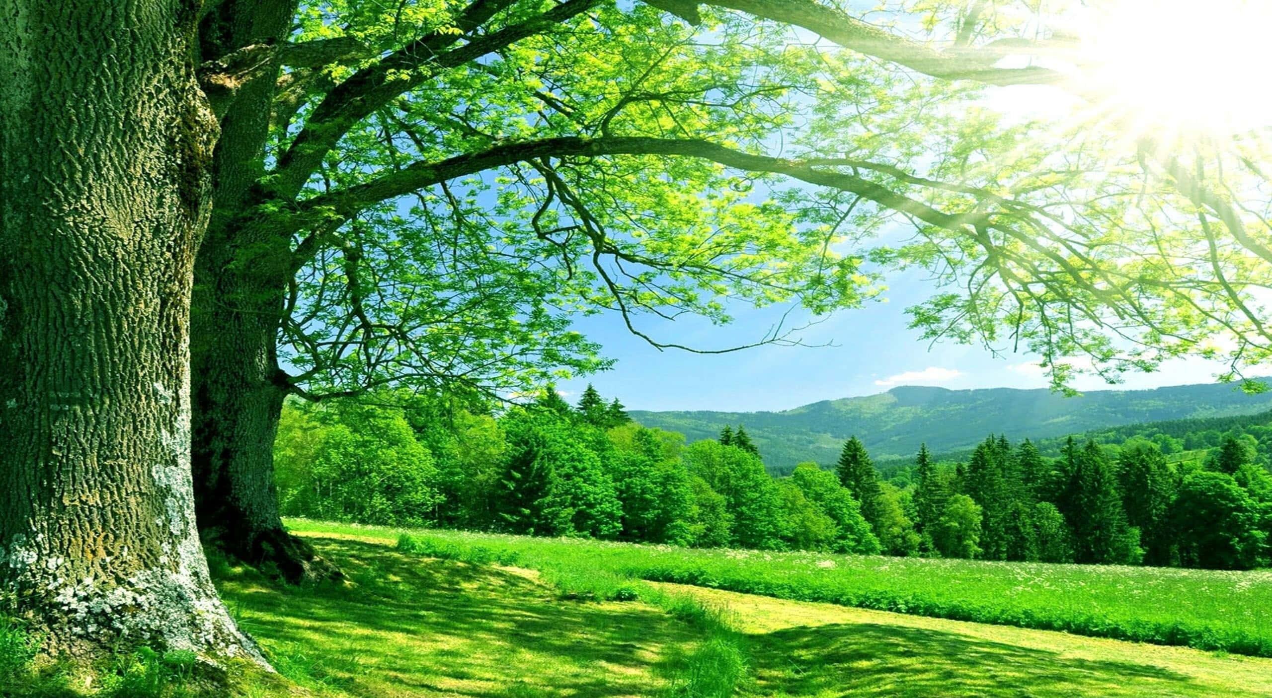Enjoy the Summer Sun — 2560x1406 wallpaper