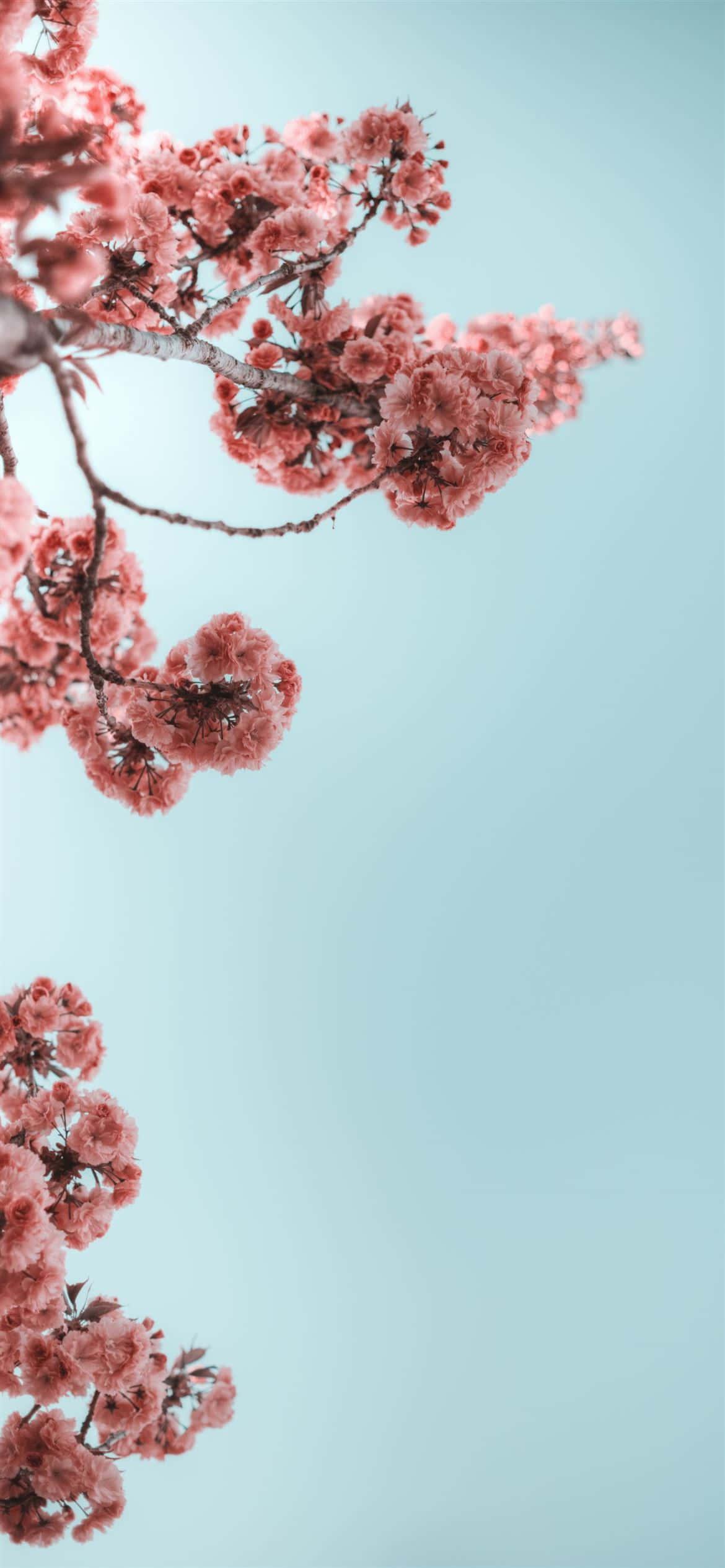 Enjoy the summer sunshine with your iPhone — 1170x2532 wallpaper