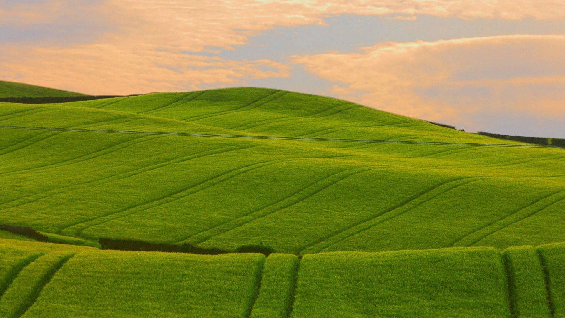 Enjoy the summer vibes in this beautiful field — 1920x1080 wallpaper