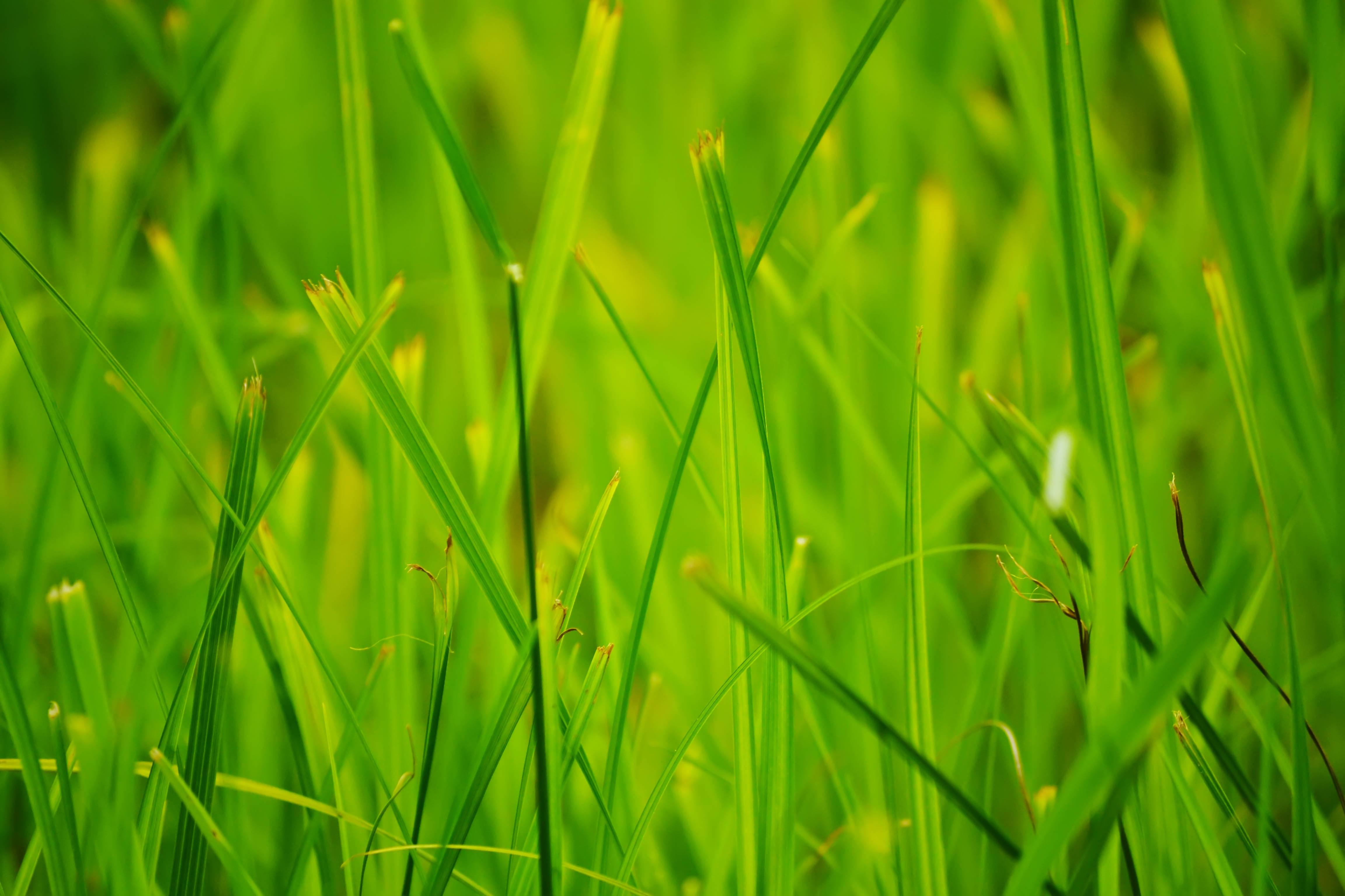 Enjoy the sunny days of Summer! — 4608x3072 wallpaper