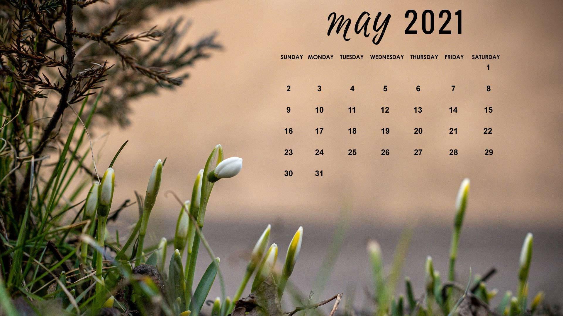 Enjoy the tulips of May — 1920x1080 wallpaper
