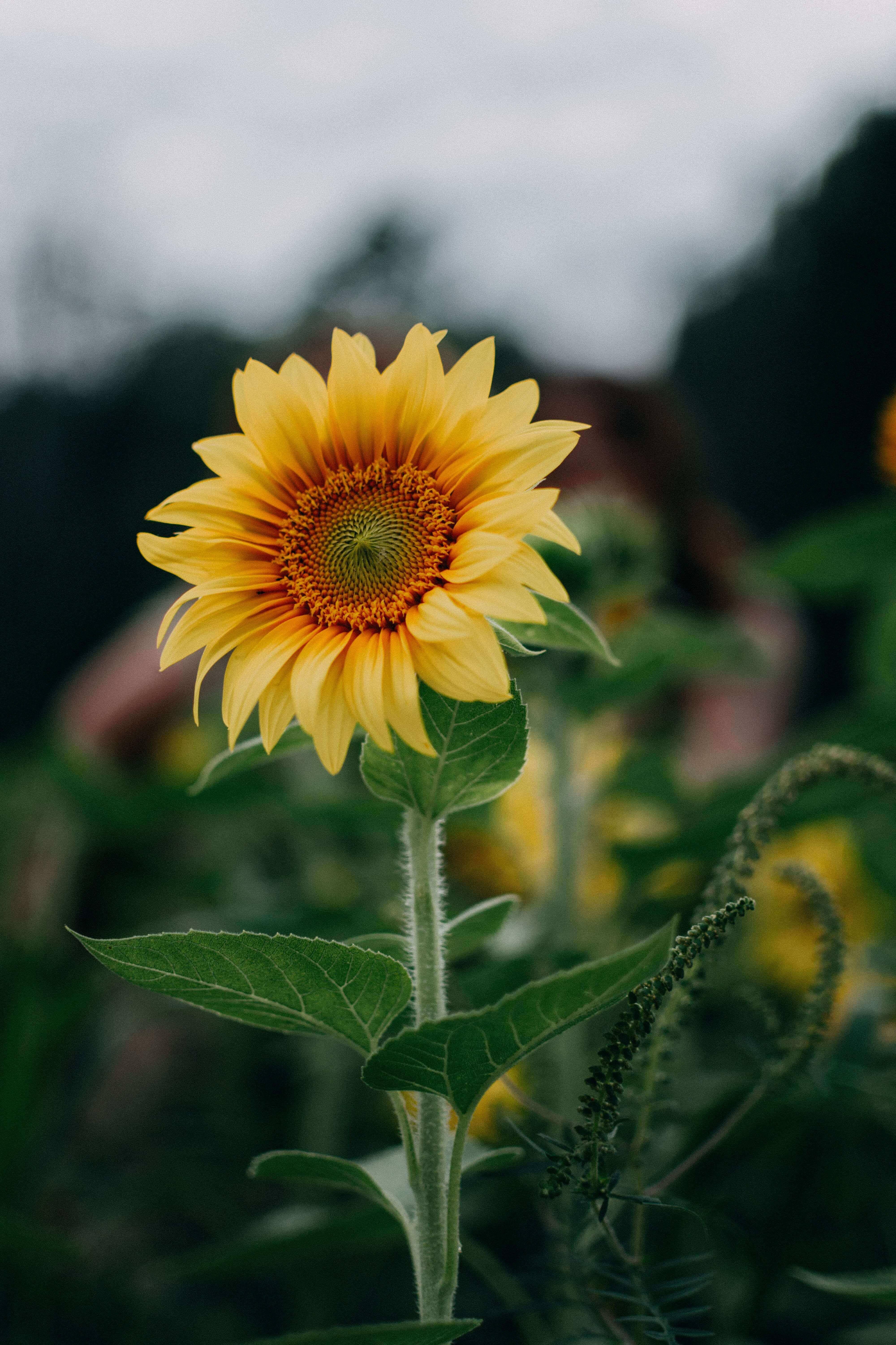 Enjoy the Vibrant Beauty of Android with this Yellow Sunflower — 4000x6000 wallpaper