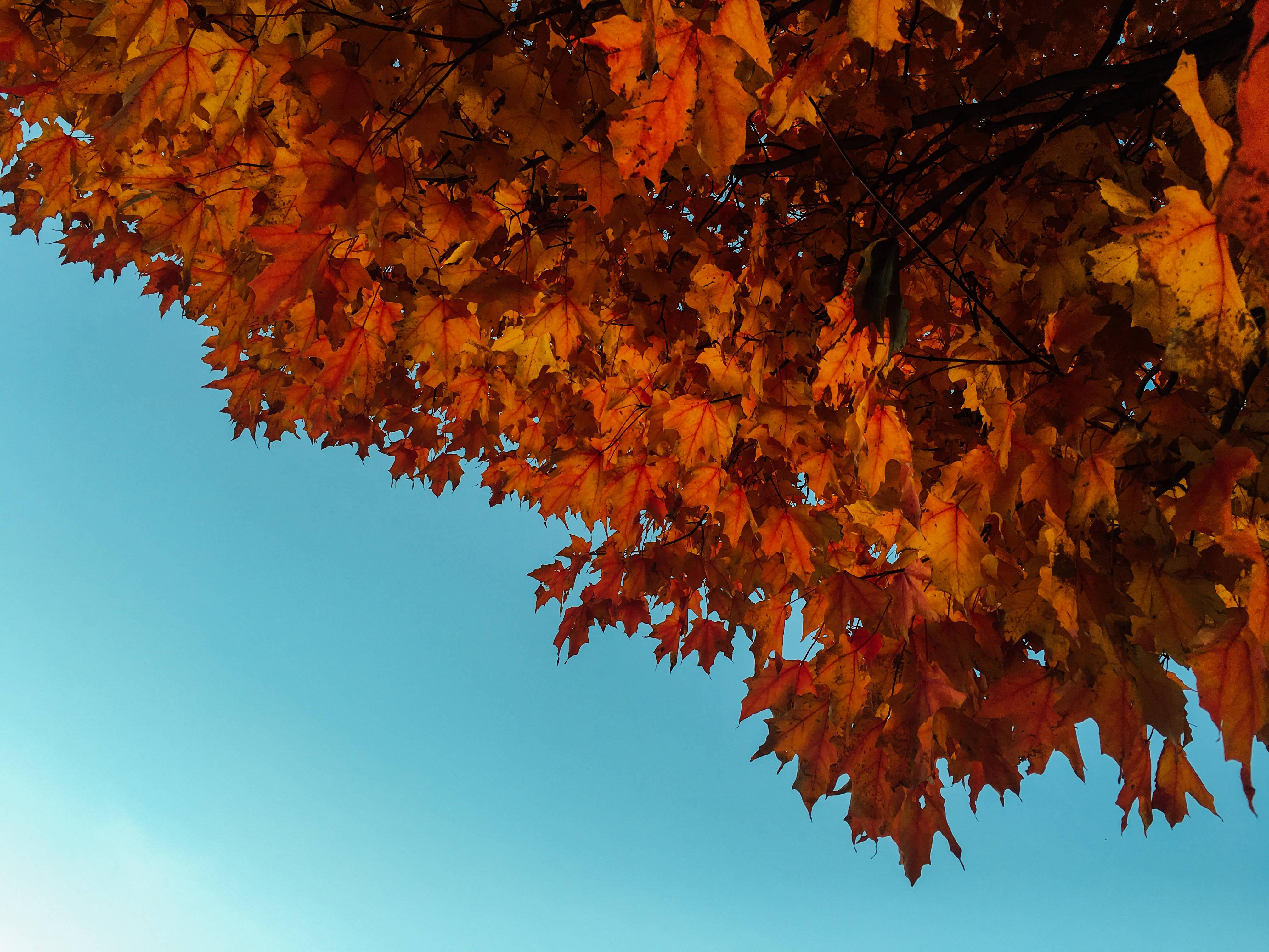 Enjoying a bright autumn day under the trees. — 4032x3024 wallpaper