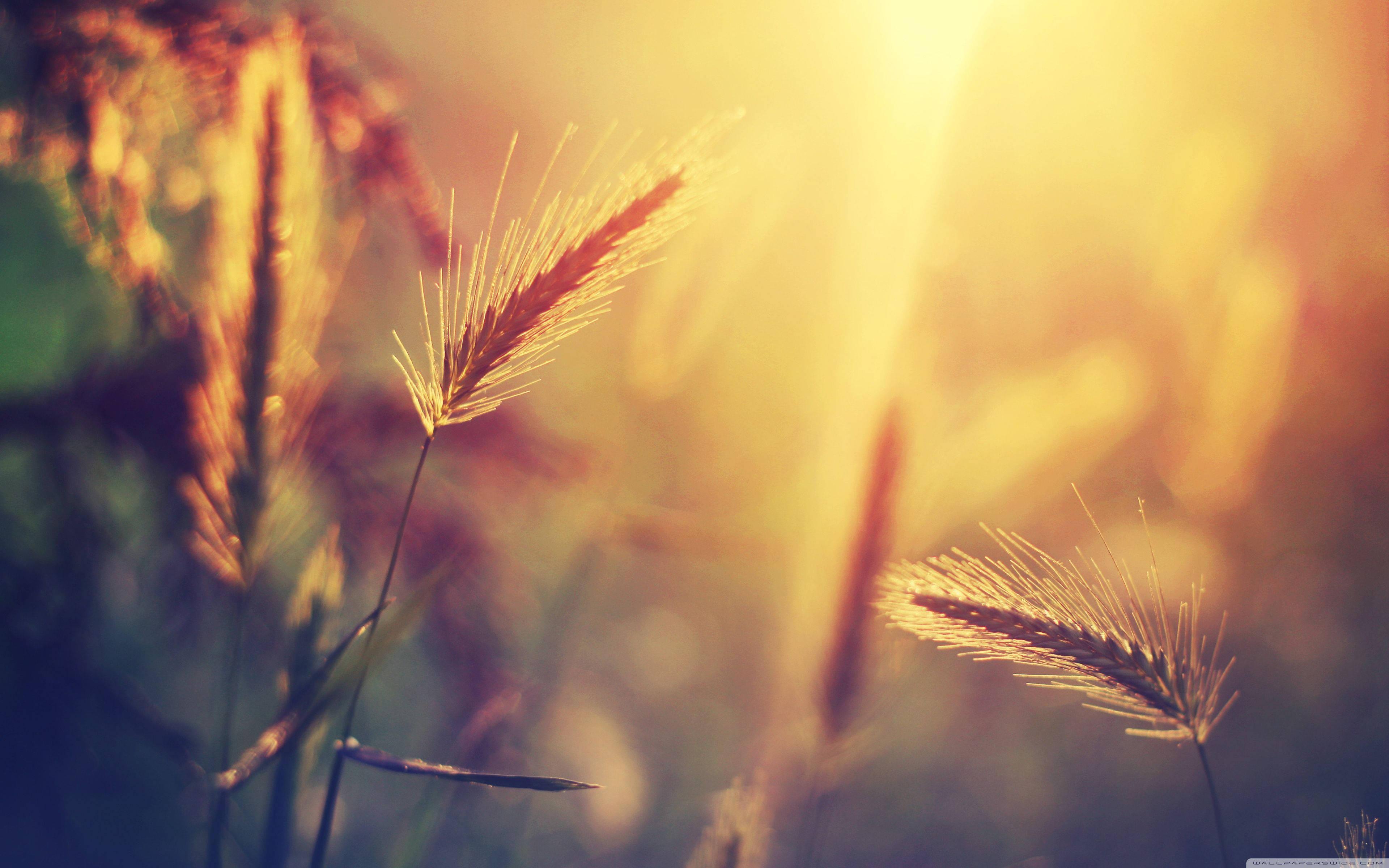 Enjoying a lazy summer afternoon — 3840x2400 wallpaper