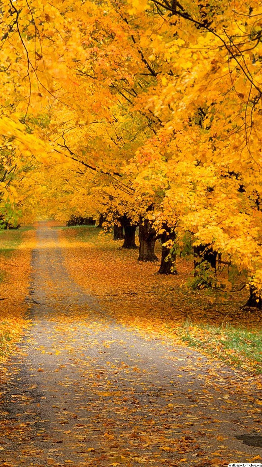 Enjoying the Beautiful Colors of Autumn — 1080x1920 wallpaper