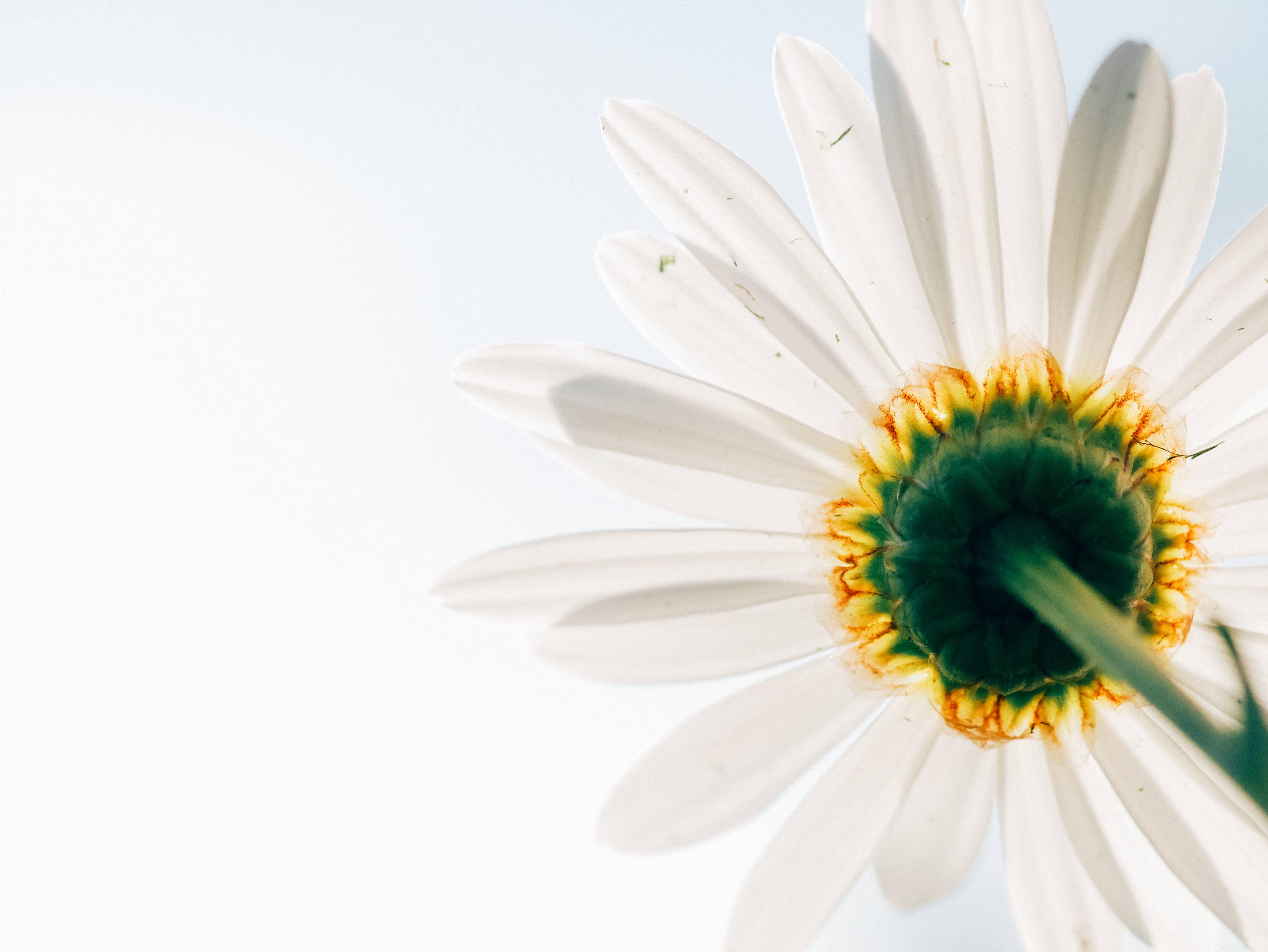 Enjoying the beauty of a minimalist daisy — 4592x3448 wallpaper