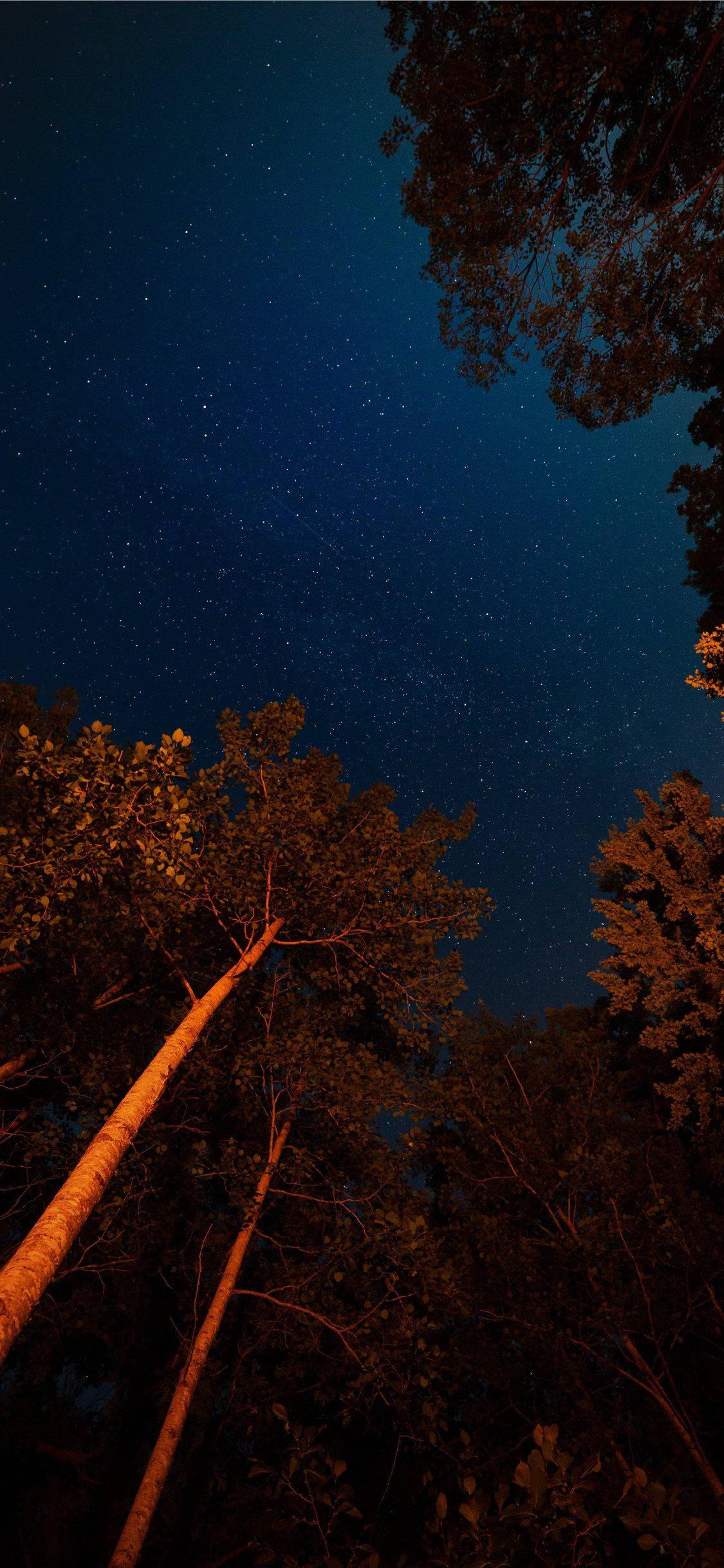 Enjoying the tranquil beauty of a forest night sky with the iPhone 11 — 1125x2436 wallpaper