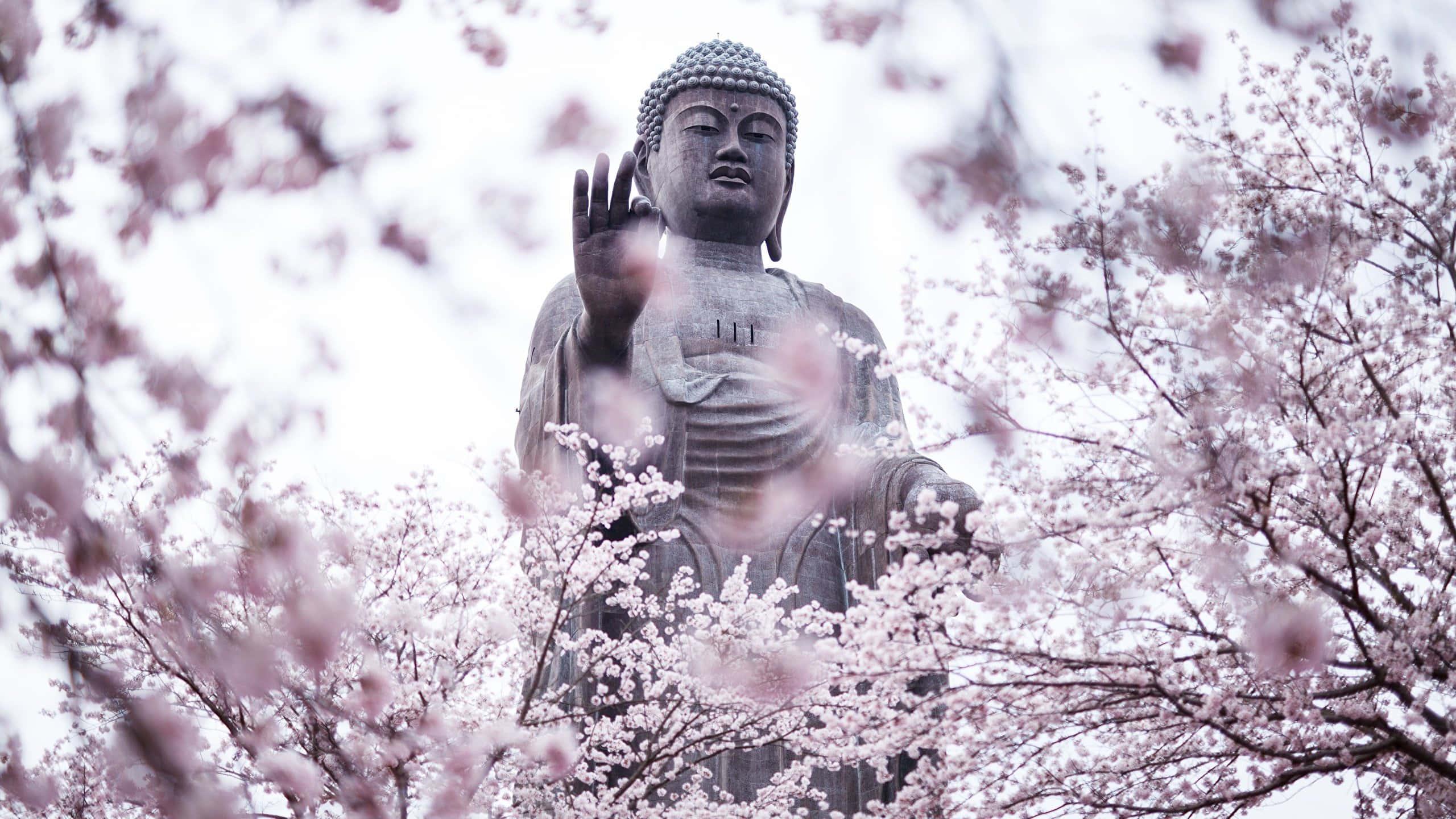 Enlighten yourself with the teachings of Buddha — 2560x1440 wallpaper