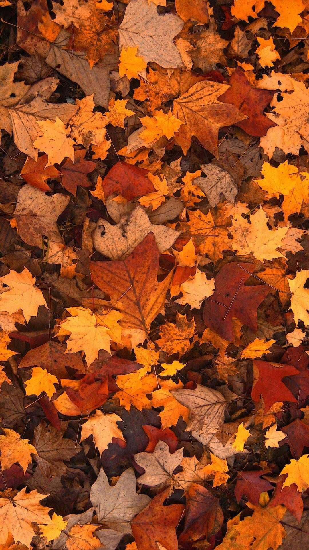 Escape to a beautiful autumn landscape. — 1080x1920 wallpaper
