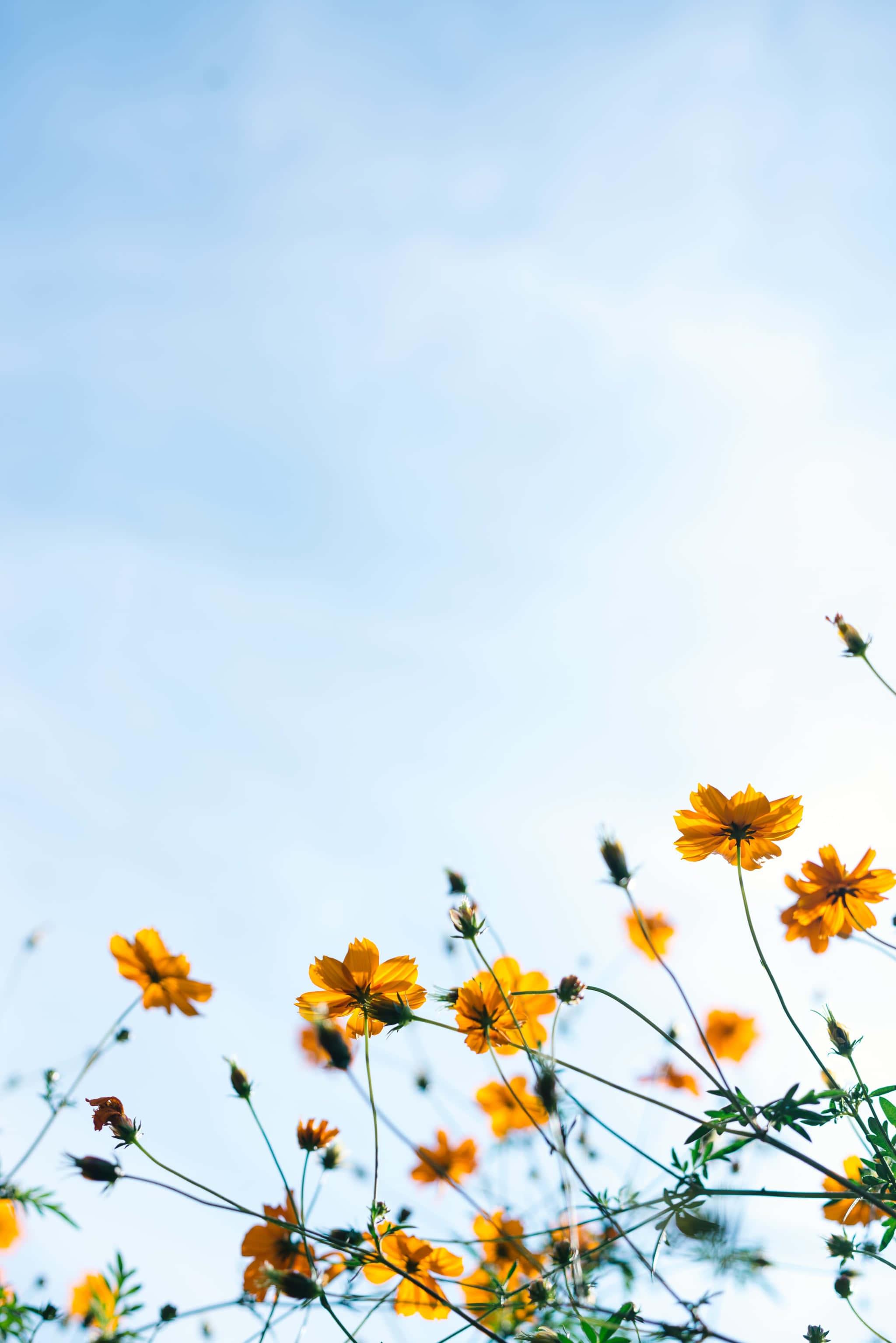 Experience a Summer of Fun! — 2048x3068 wallpaper