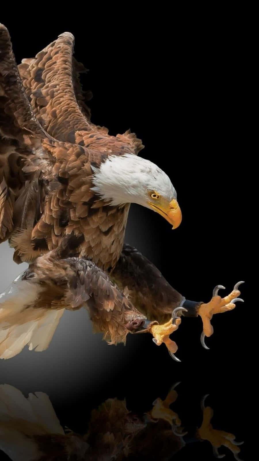 Experience Eagles in Your Pocket — 900x1601 wallpaper