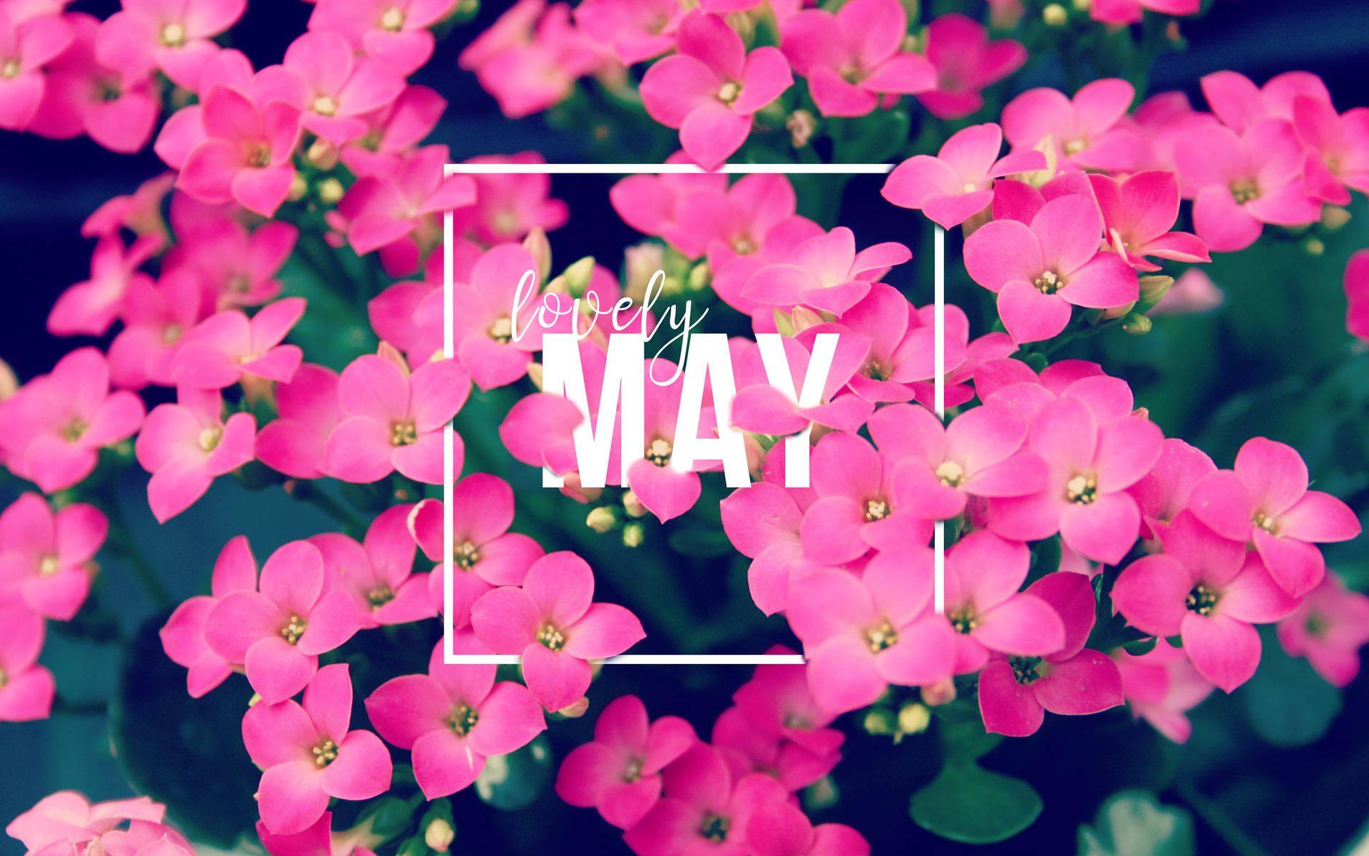 Experience the beauty of May as the pink flowers bloom — 1920x1200 wallpaper