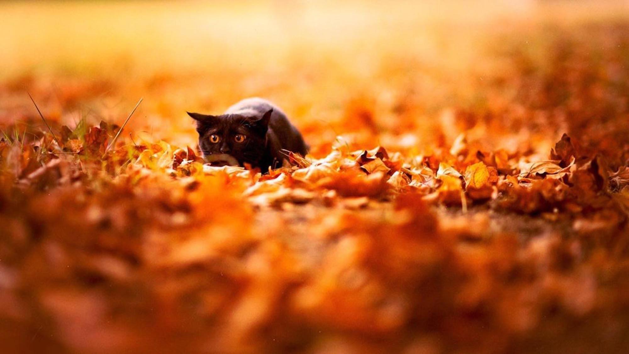 Fall Aesthetic Cat And Leaves — 2000x1125 wallpaper